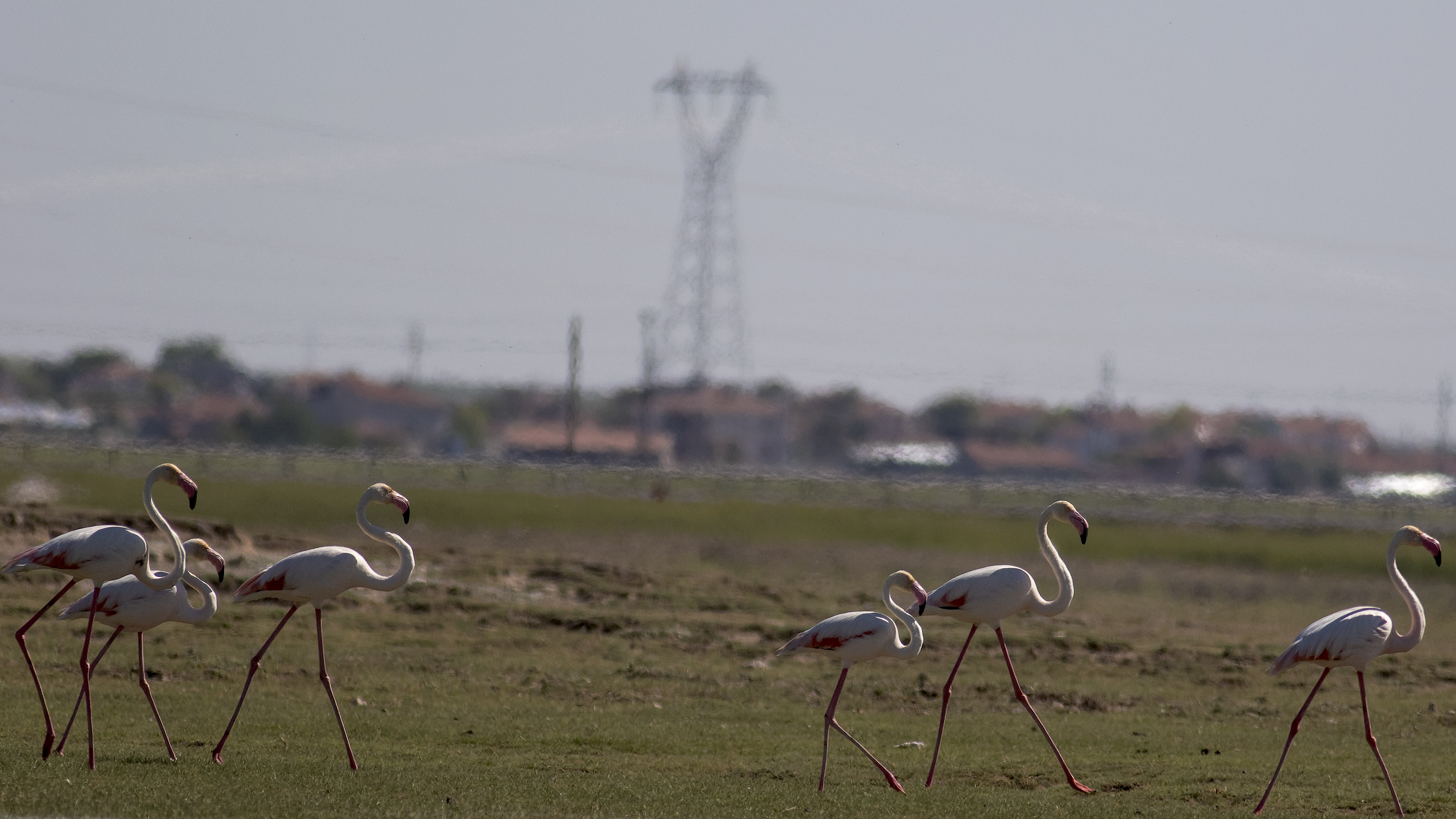 Greater Flamingo