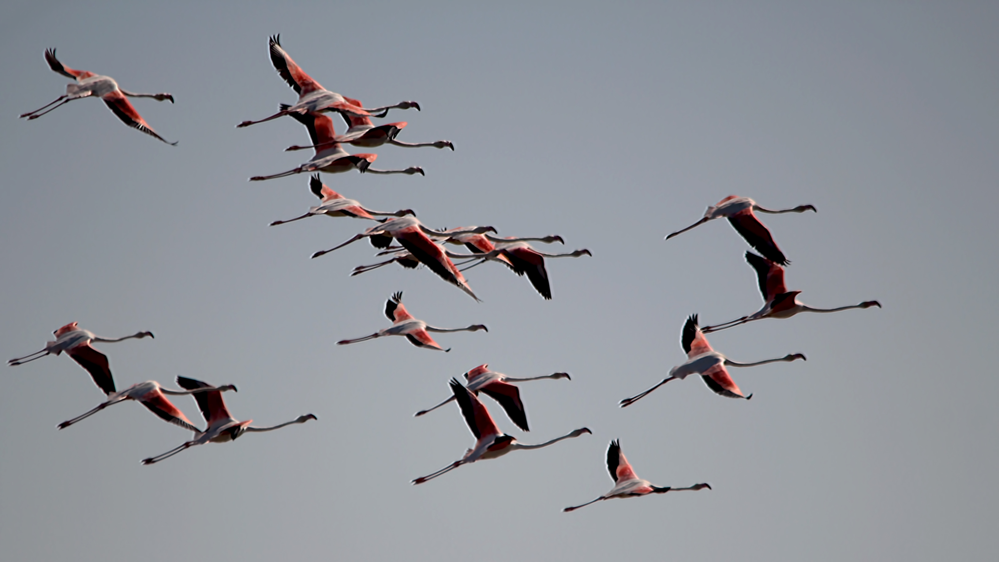 Greater Flamingo