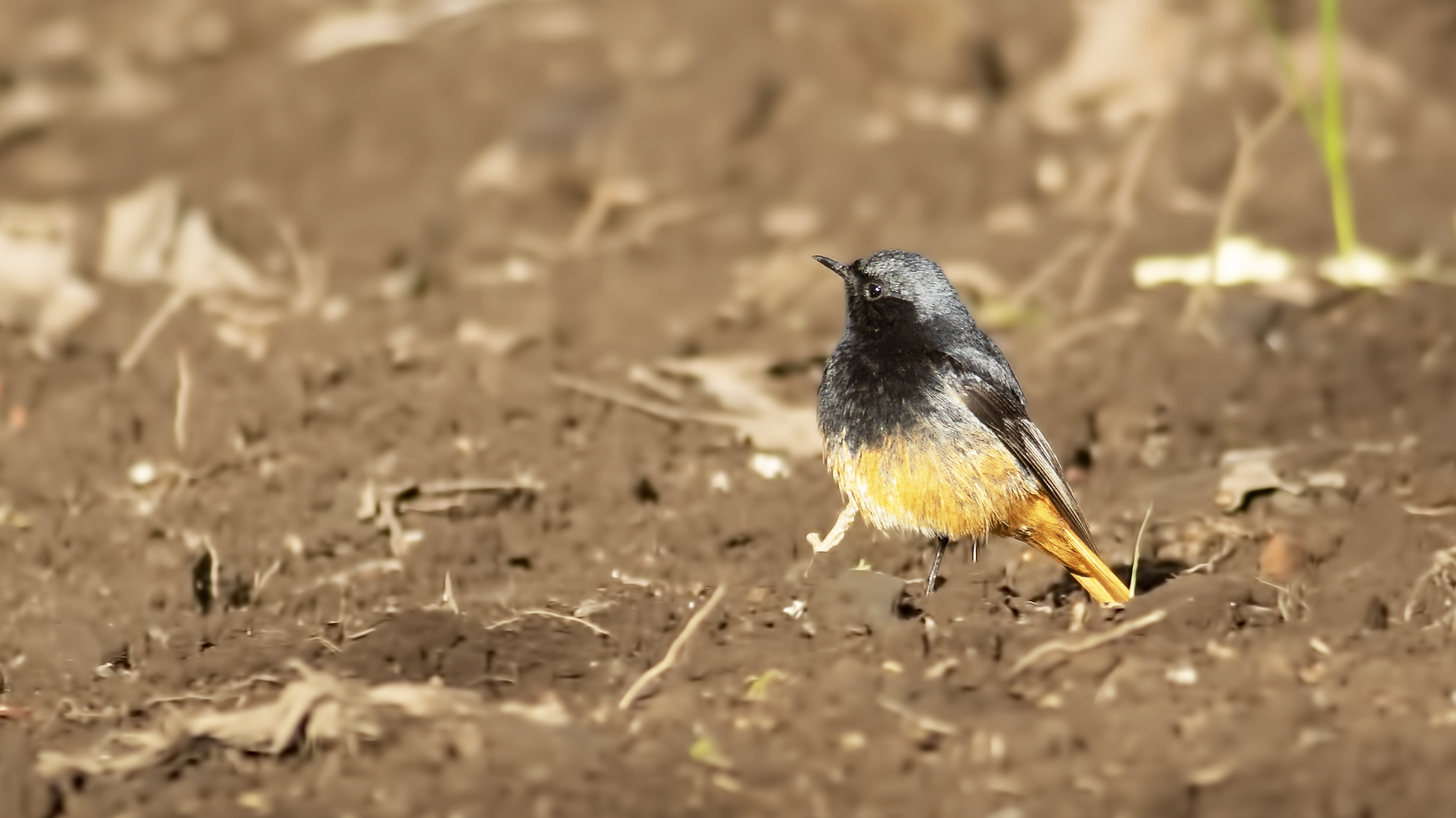 Black Redstart