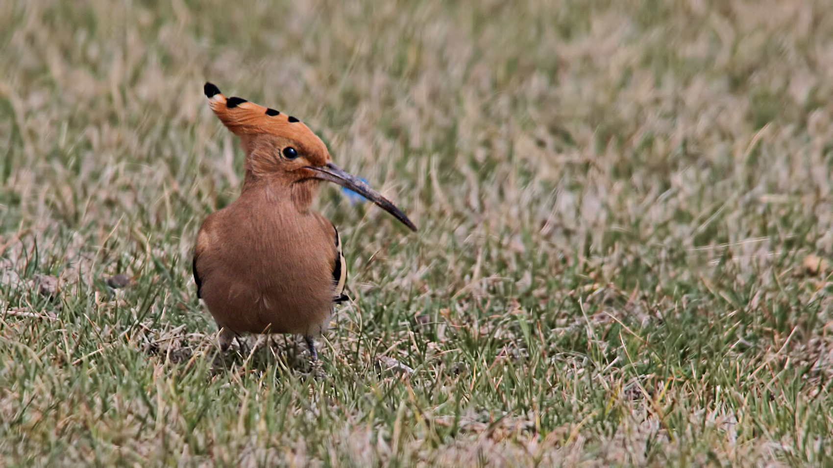 Eurasian Hoopoe