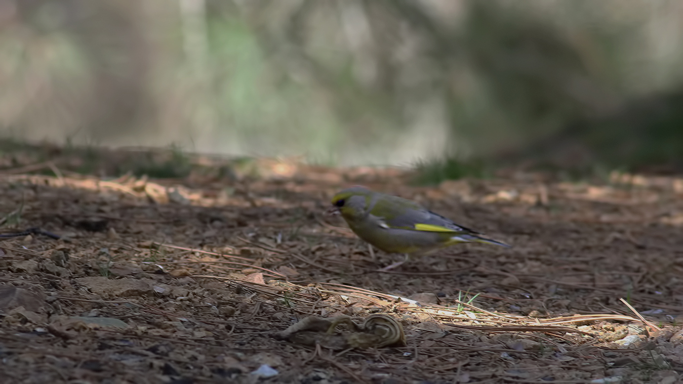 European Greenfinch
