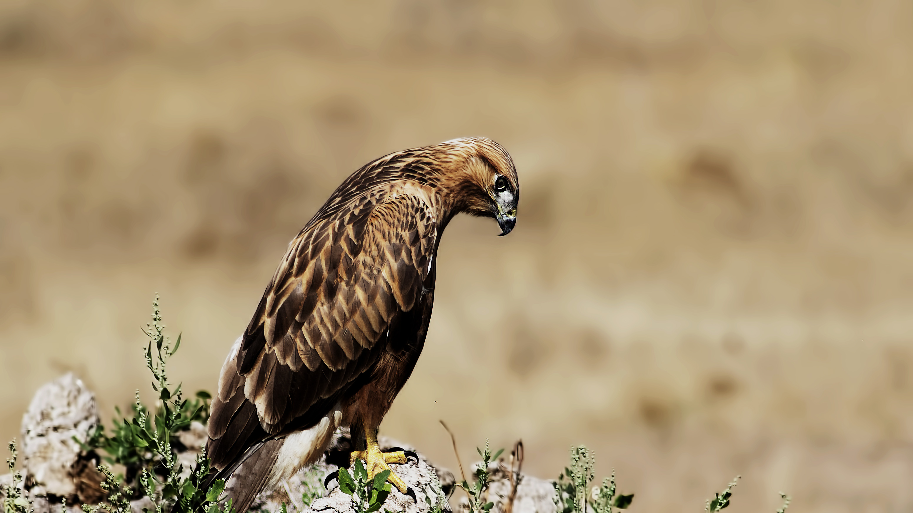 Long-legged Buzzard