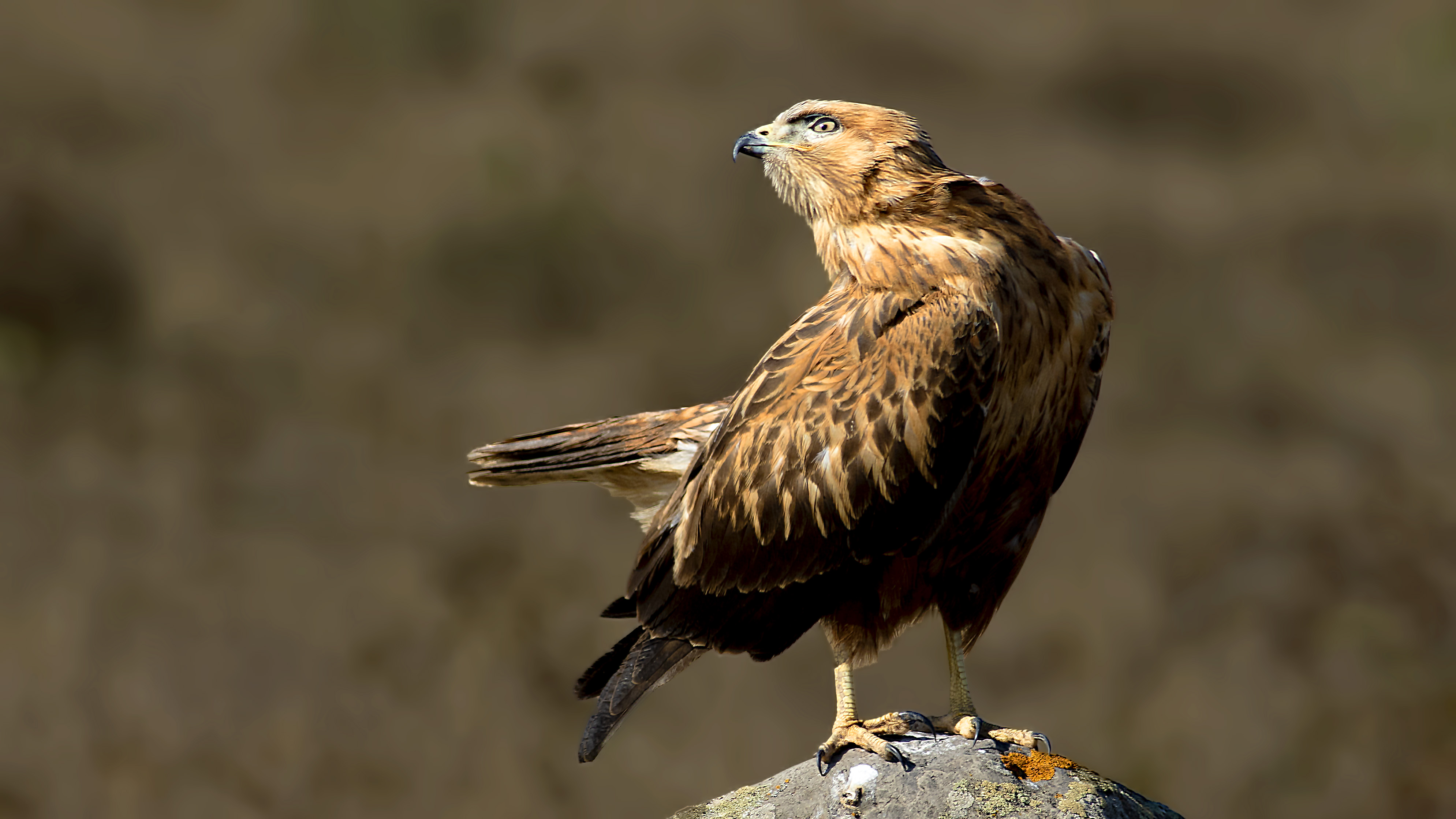 Long-legged Buzzard