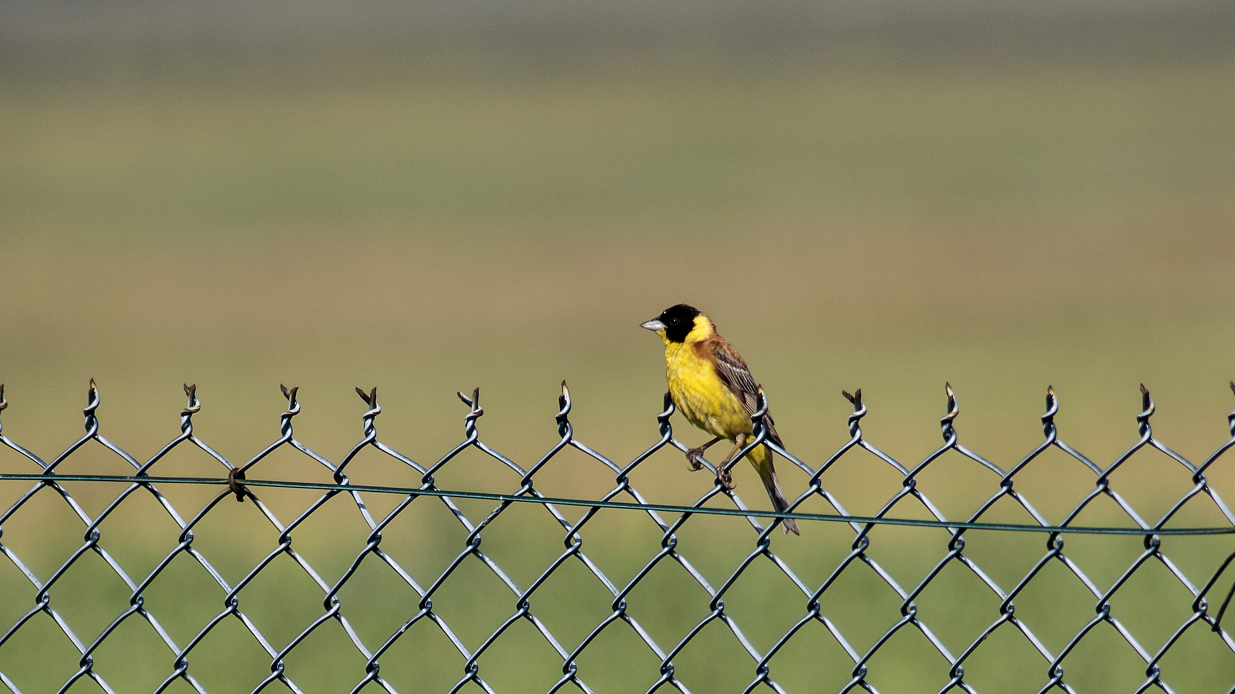 Western Yellow Wagtail