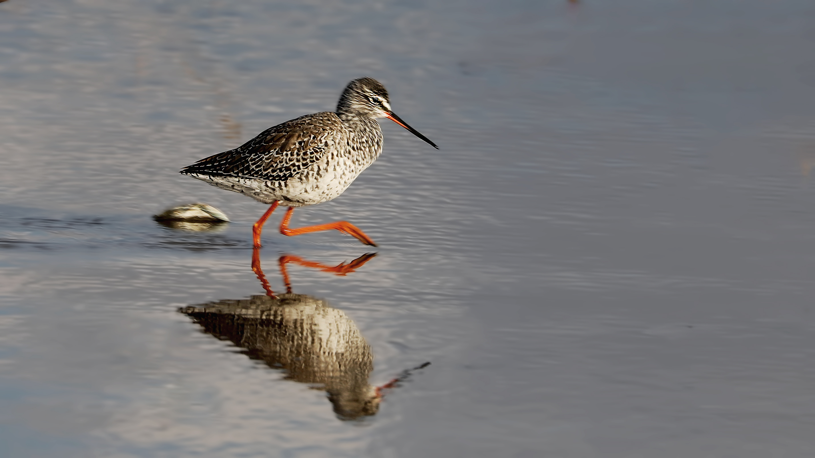 Spotted Redshank — Ana fotoğraf