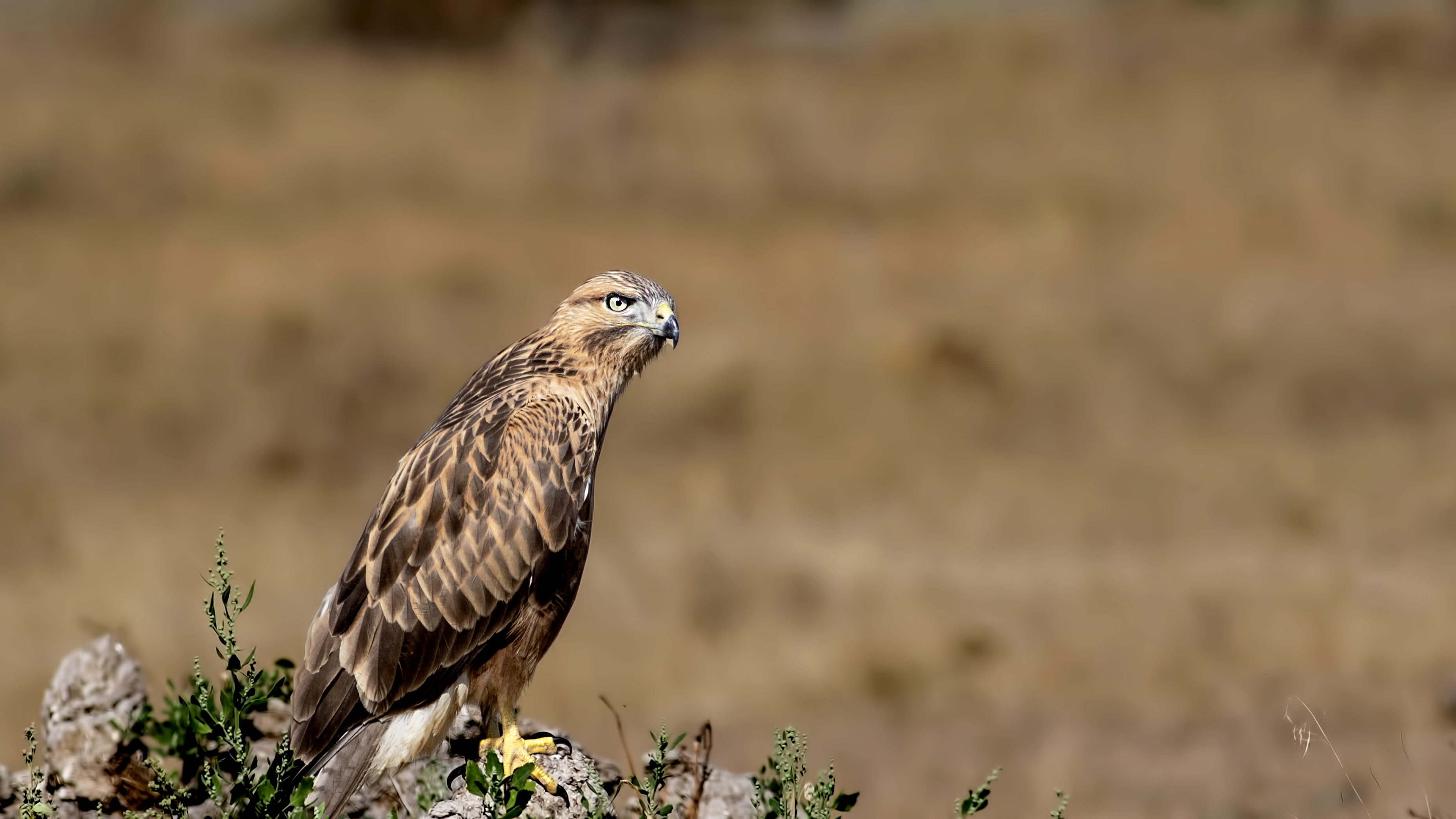 Long-legged Buzzard