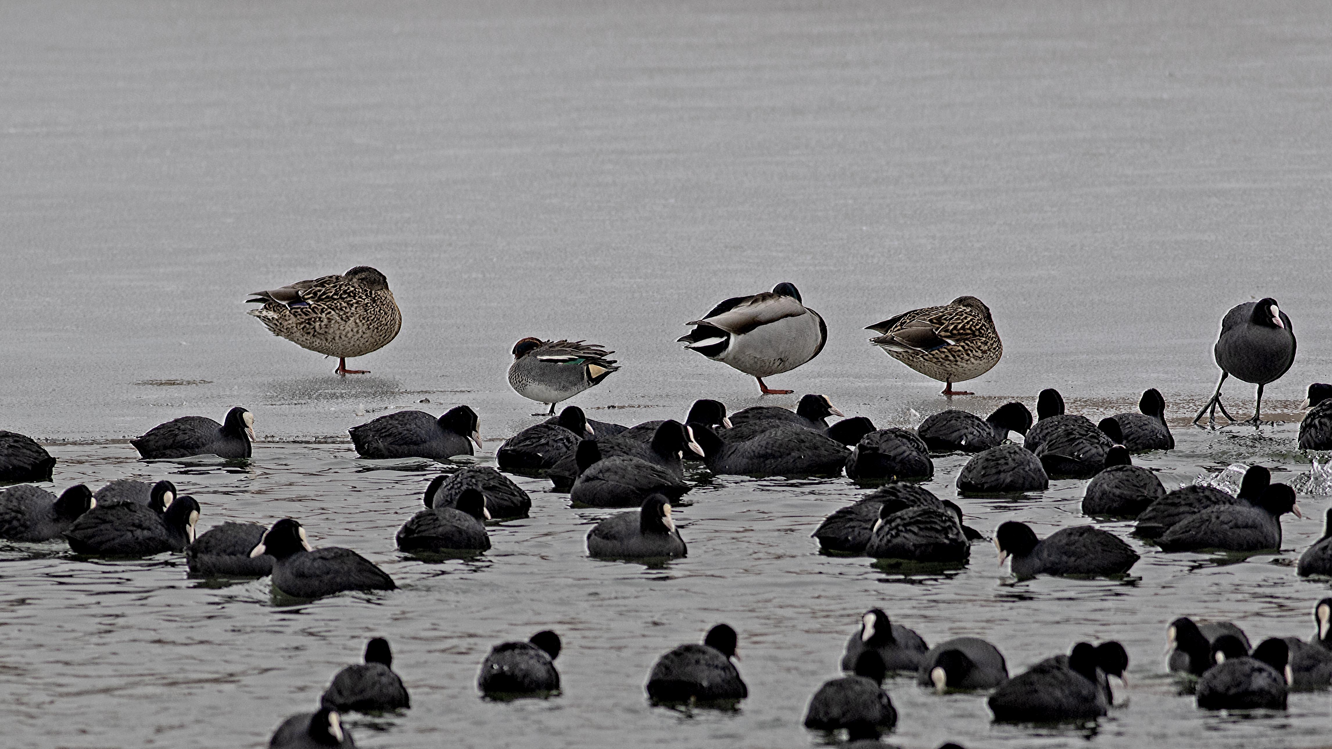 Eurasian Coot