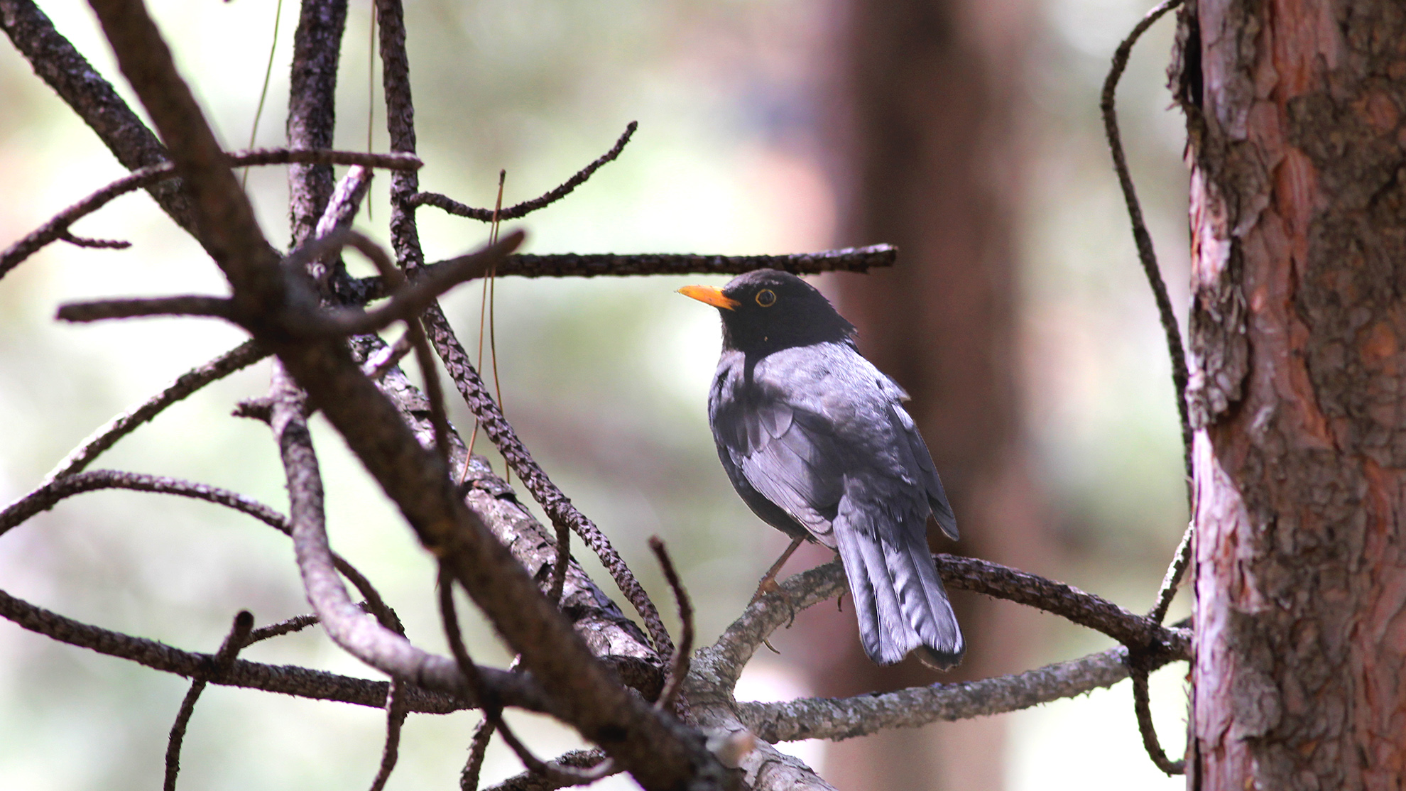 Eurasian Blackbird