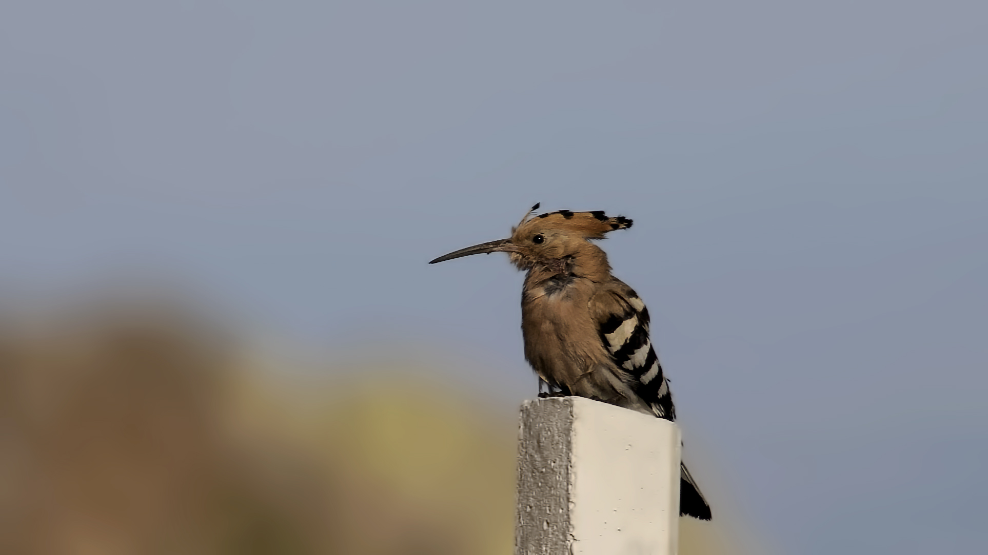 Eurasian Hoopoe