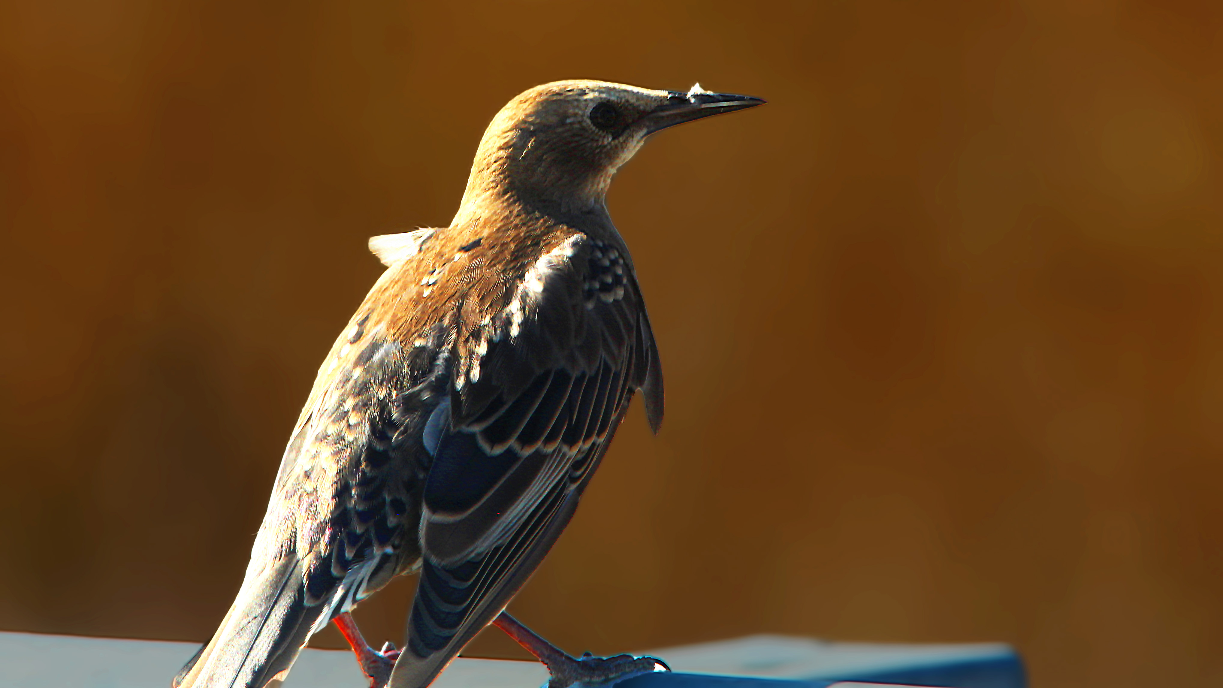 European Starling