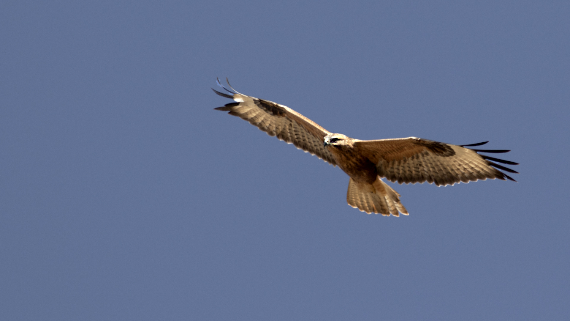 Long-legged Buzzard