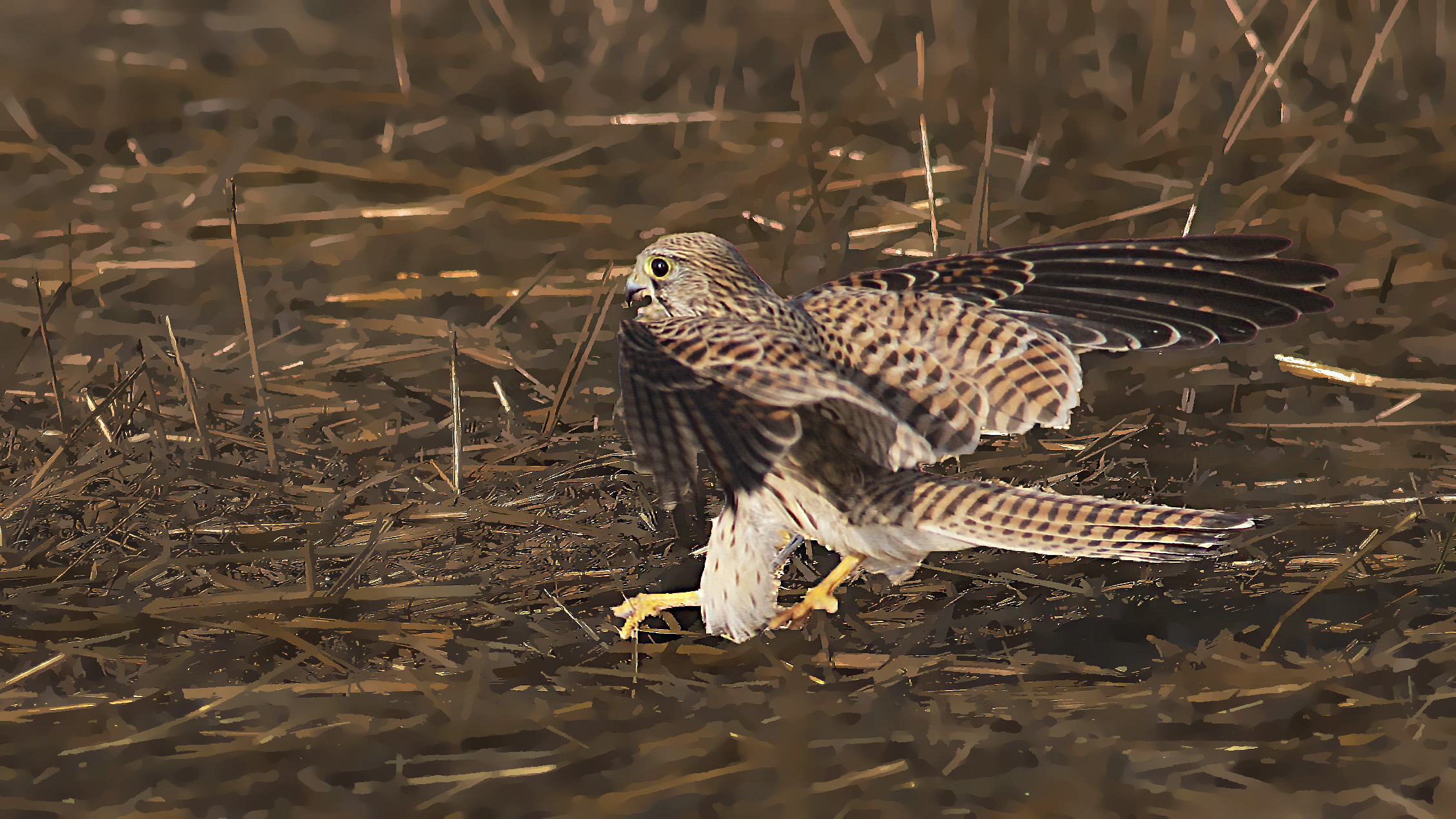 Eurasian Kestrel