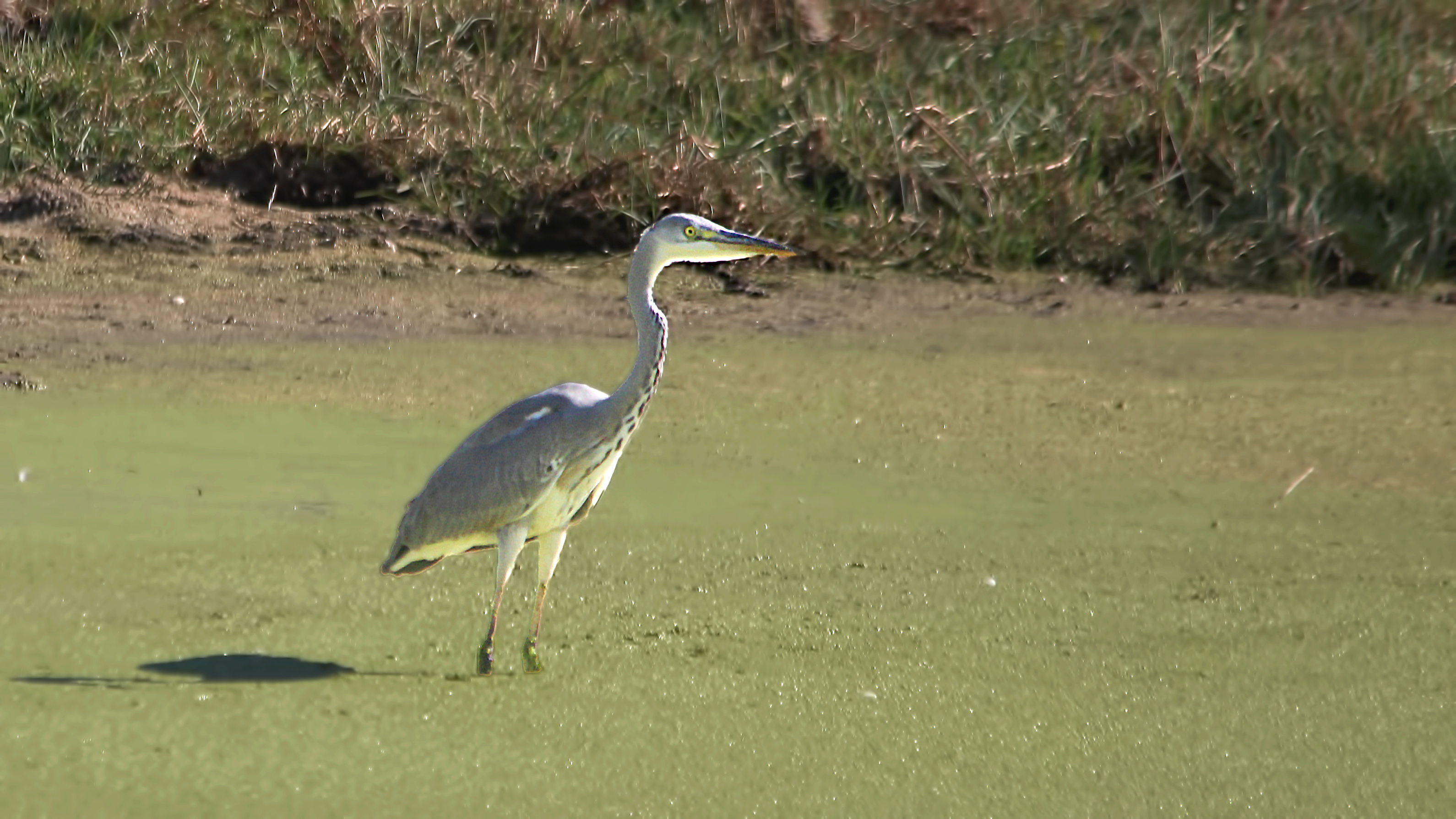 Gray Heron