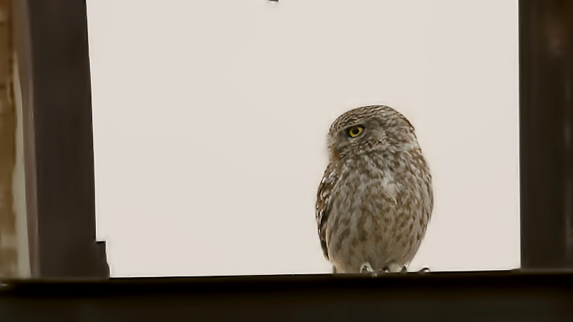 Little Owl