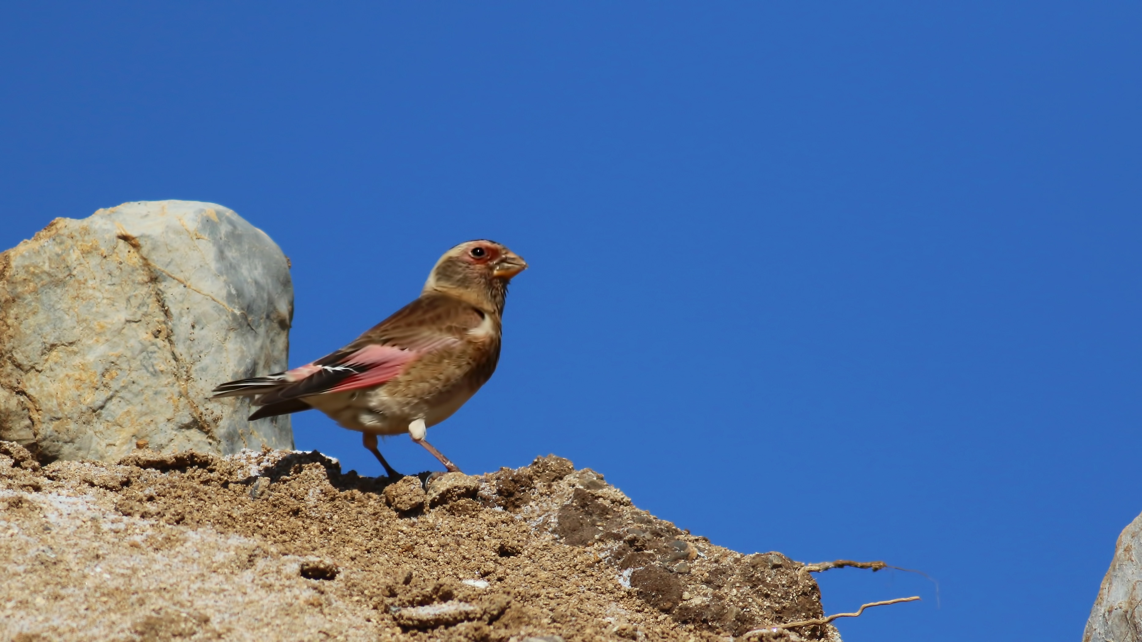Crimson-winged Finch