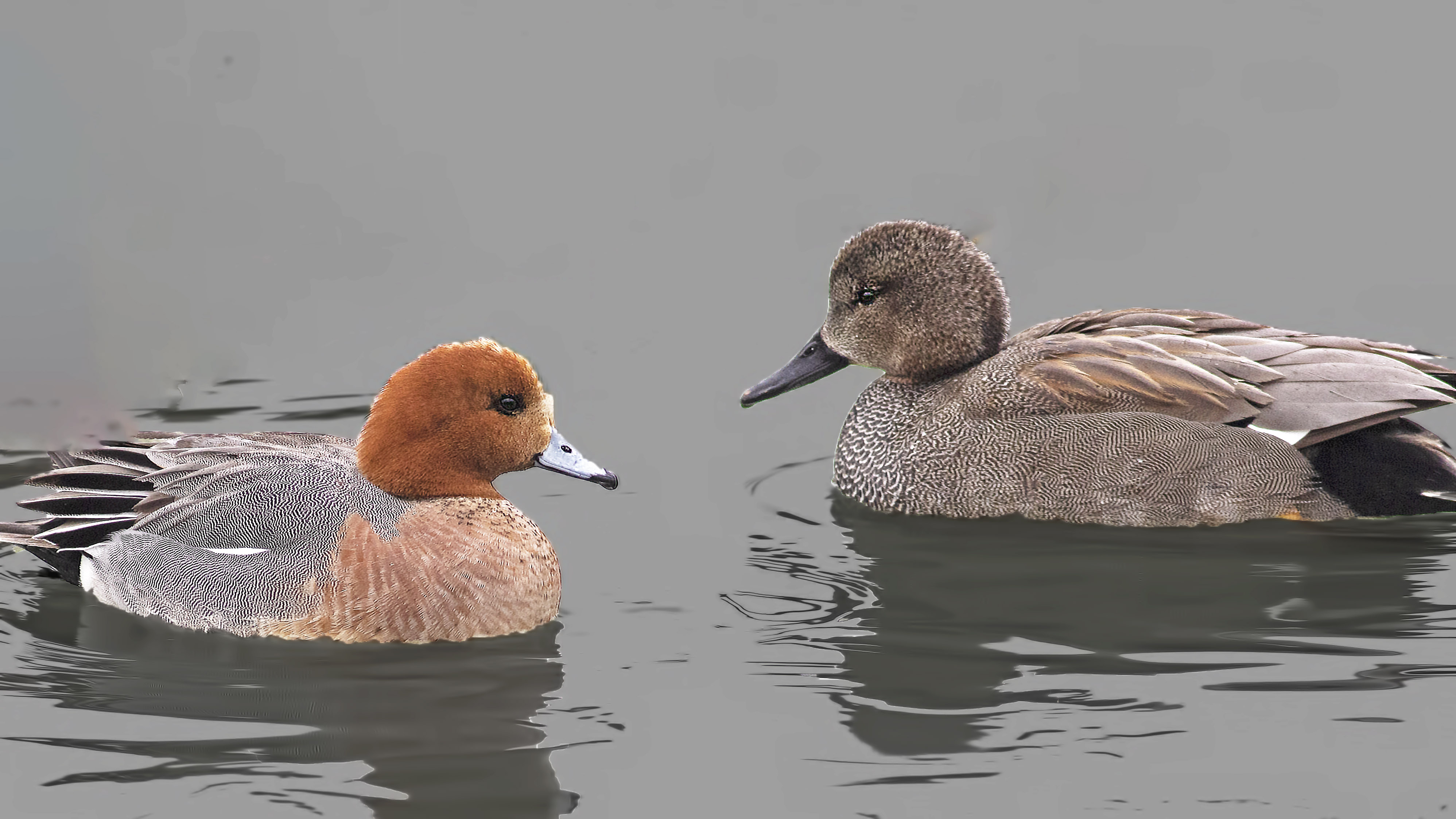 Eurasian Wigeon