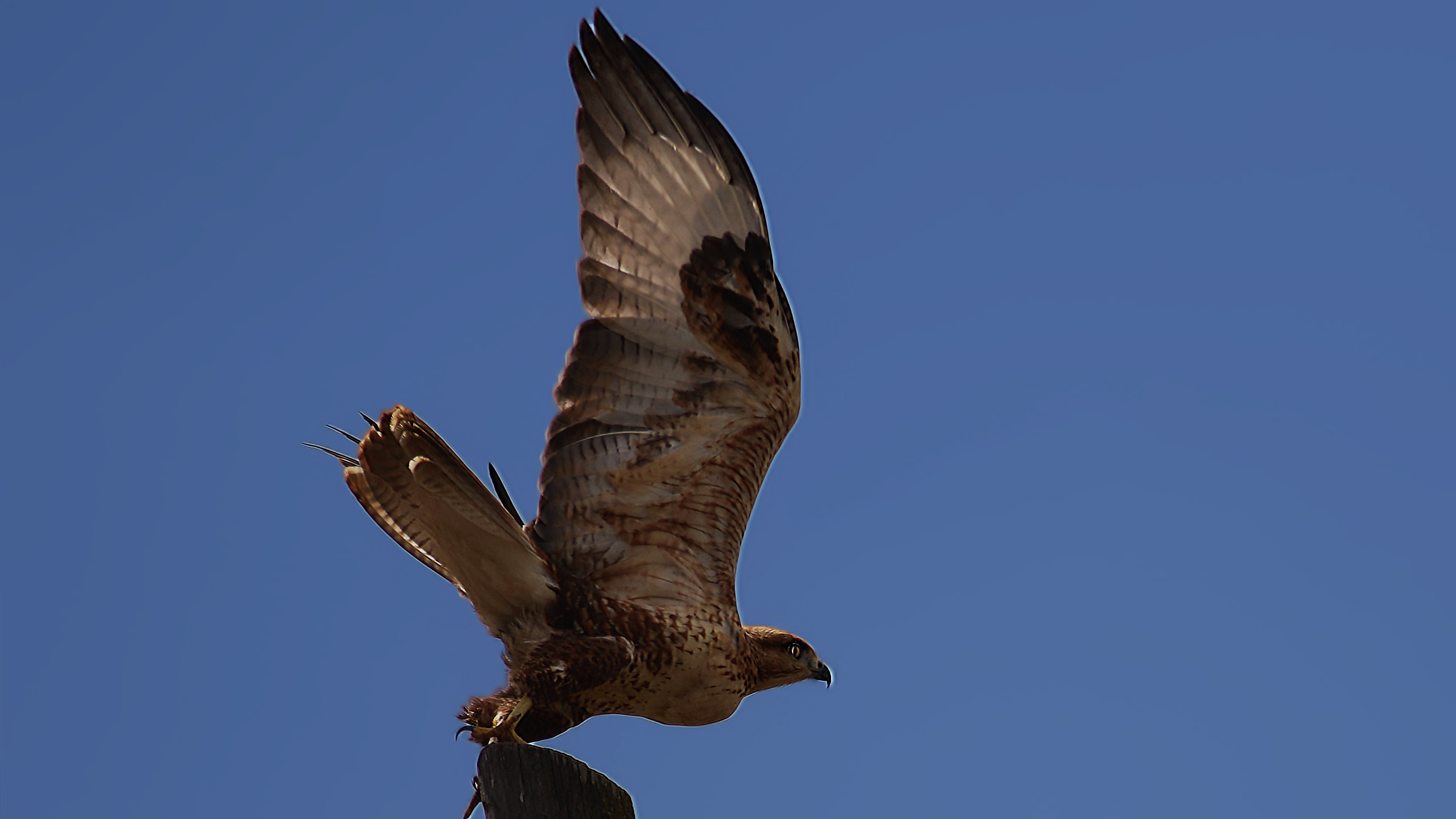Long-legged Buzzard