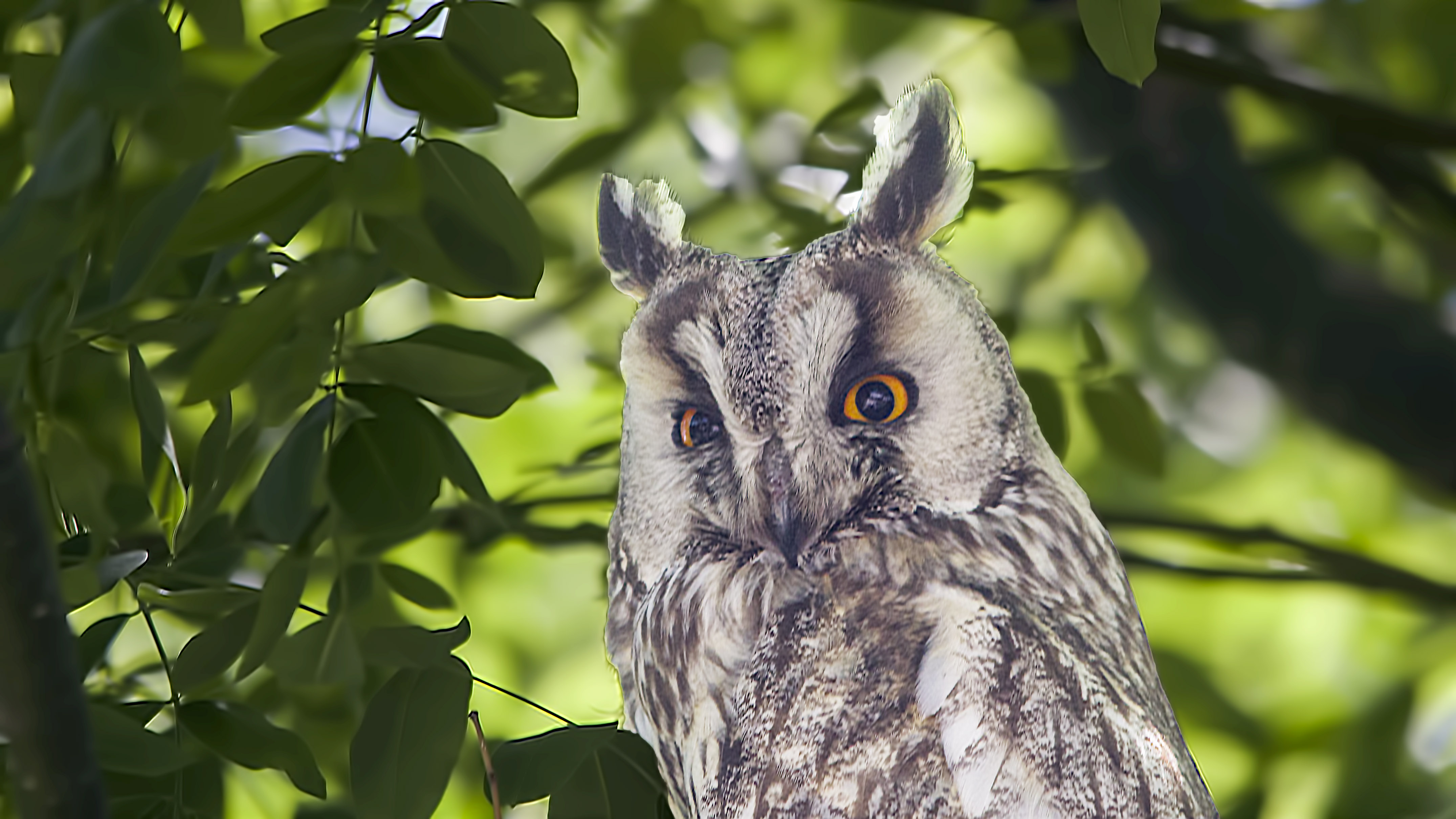 Long-eared Owl
