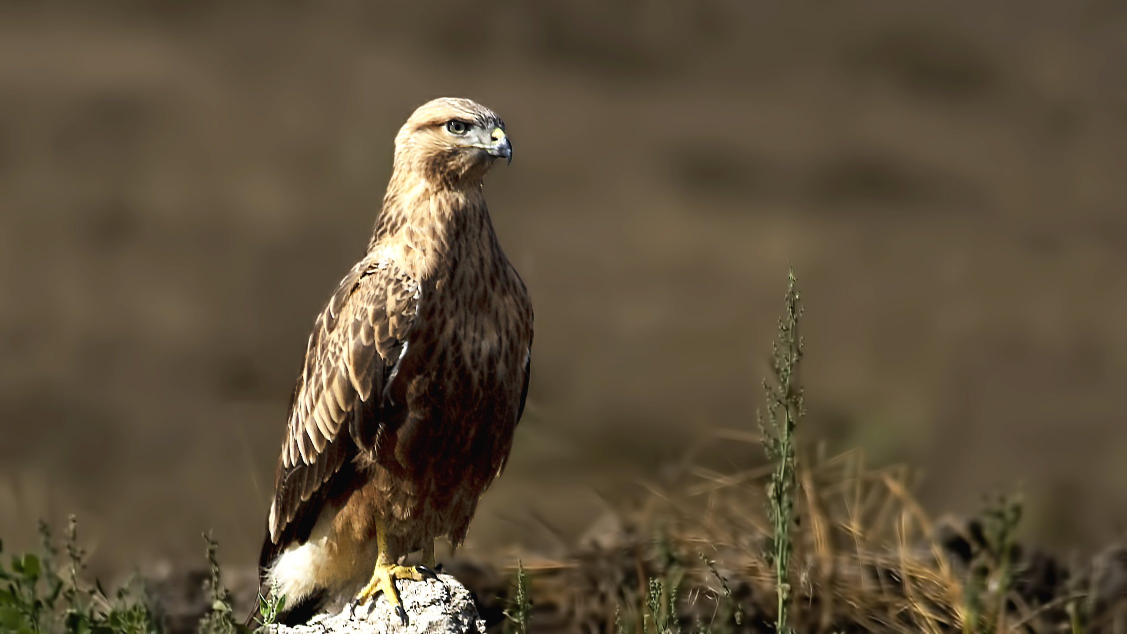 Long-legged Buzzard
