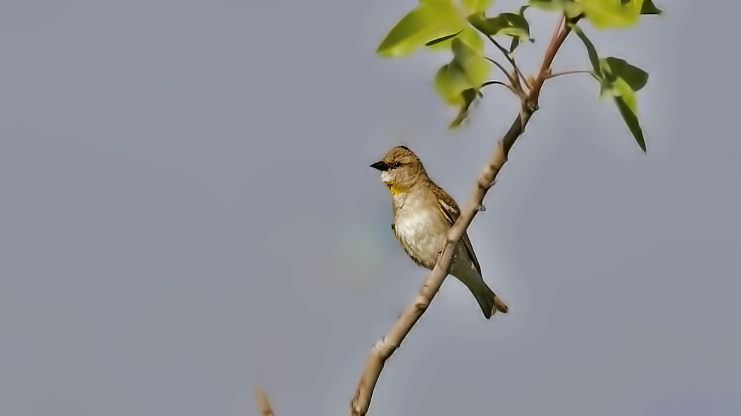 Yellow-throated Sparrow