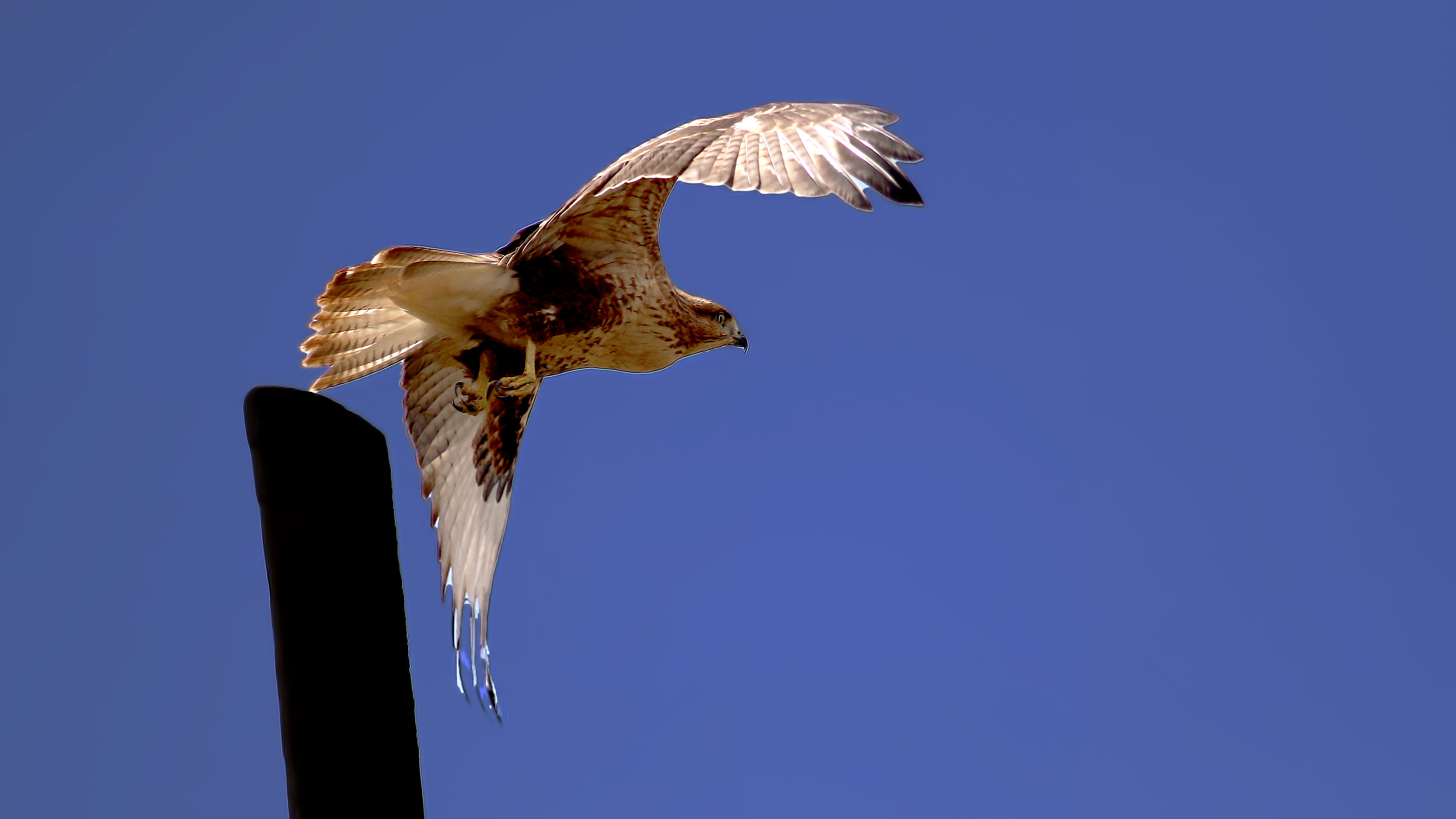 Long-legged Buzzard