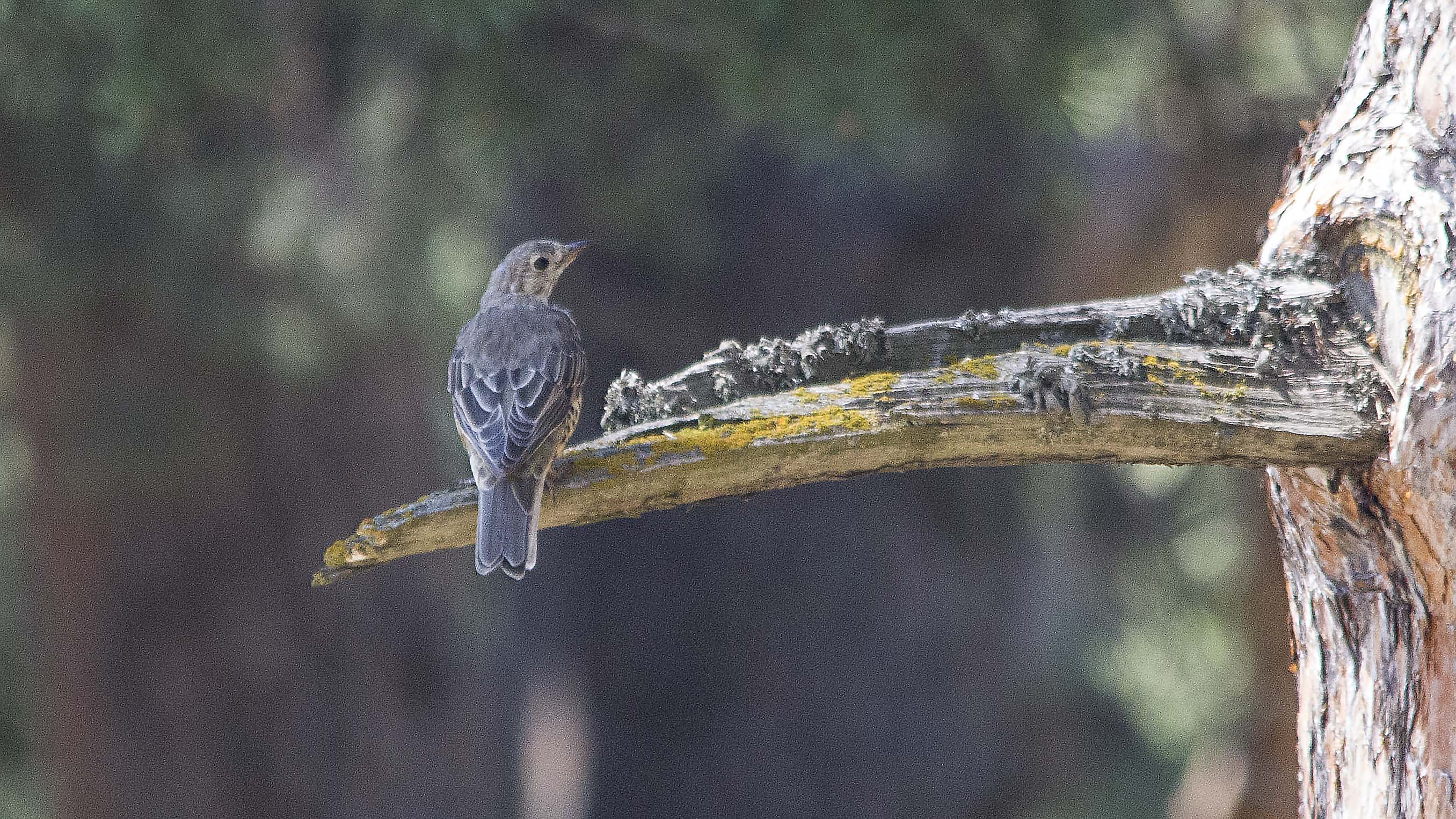 Mistle Thrush