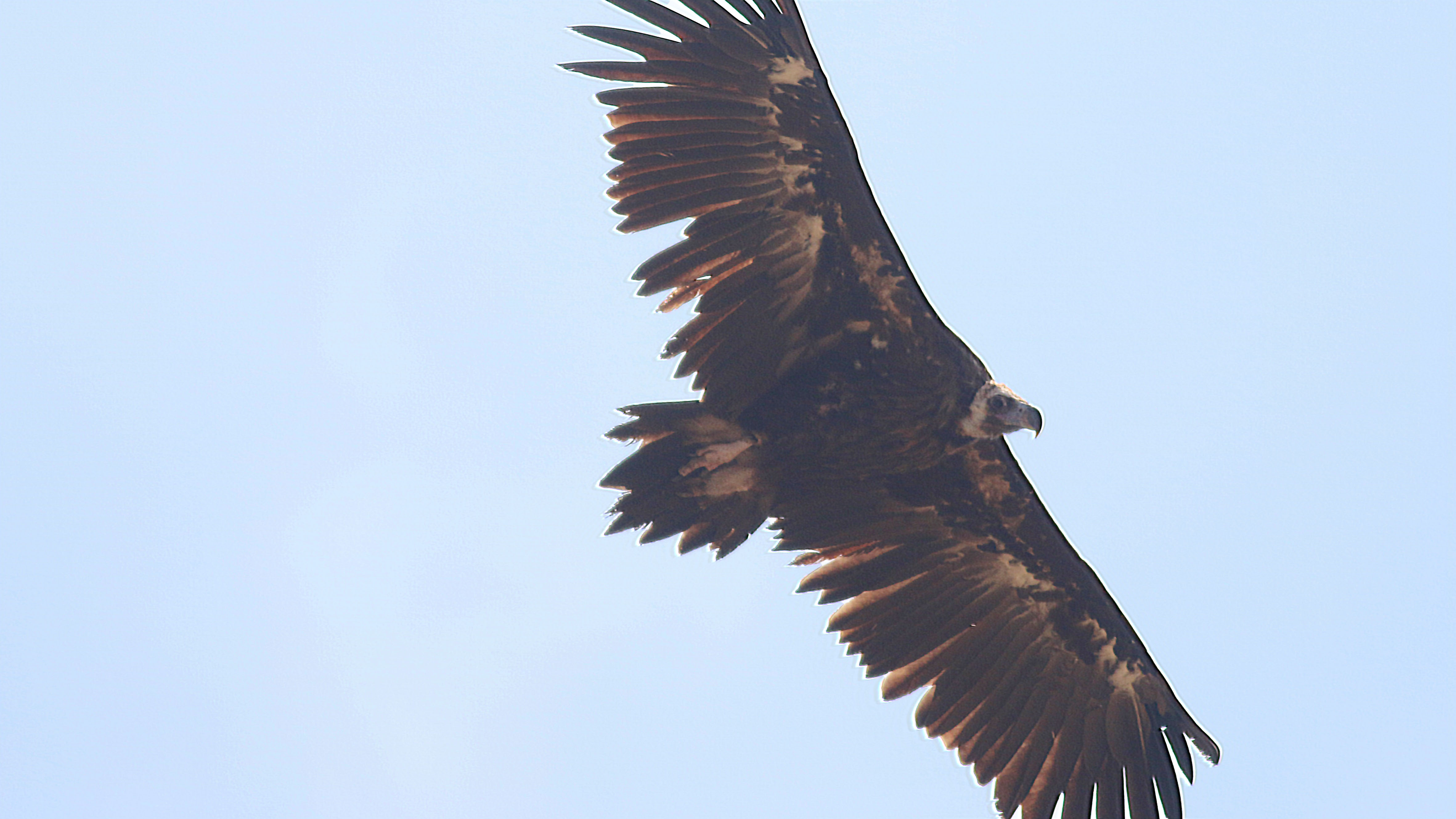 Cinereous Vulture