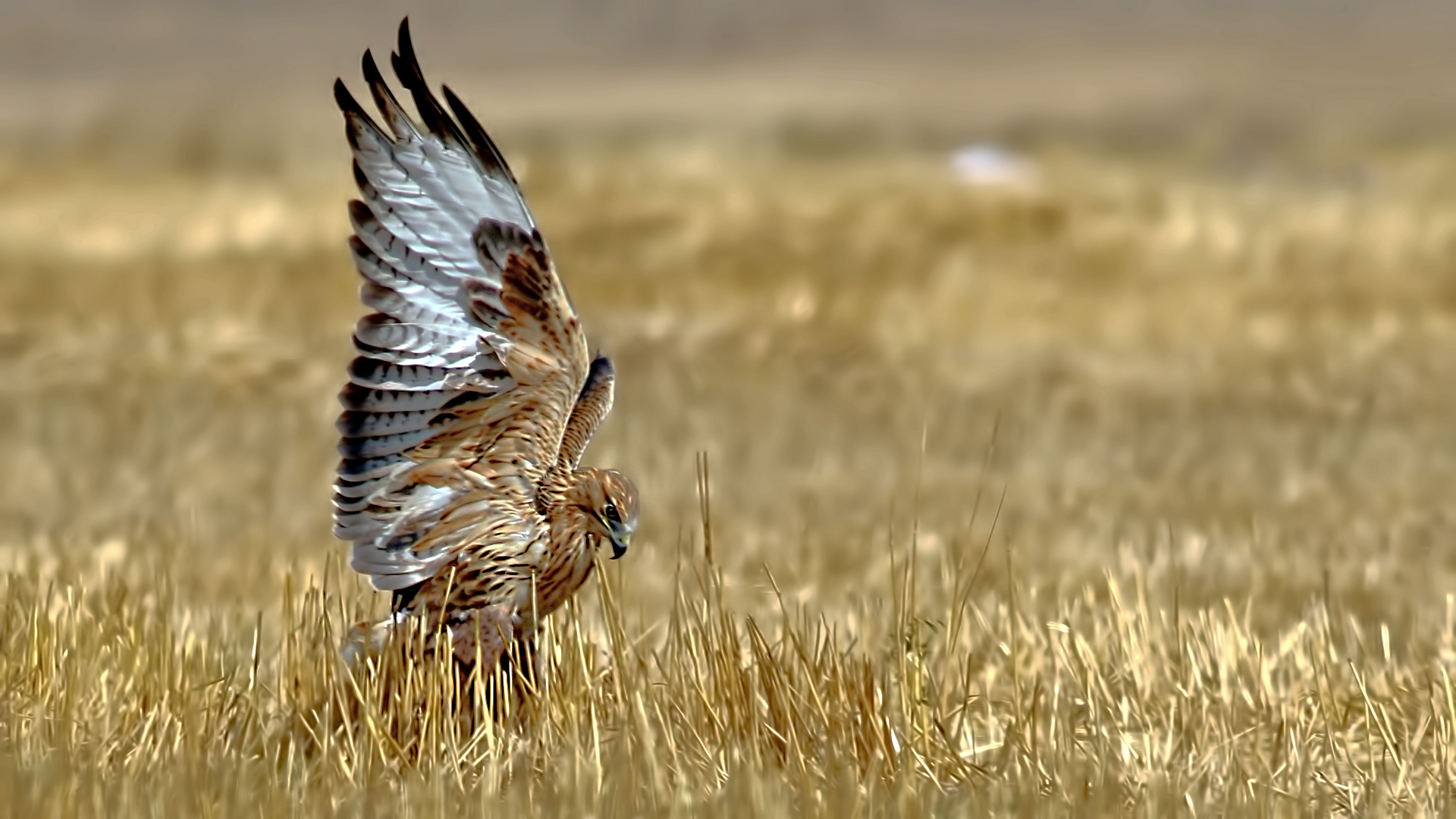 Long-legged Buzzard