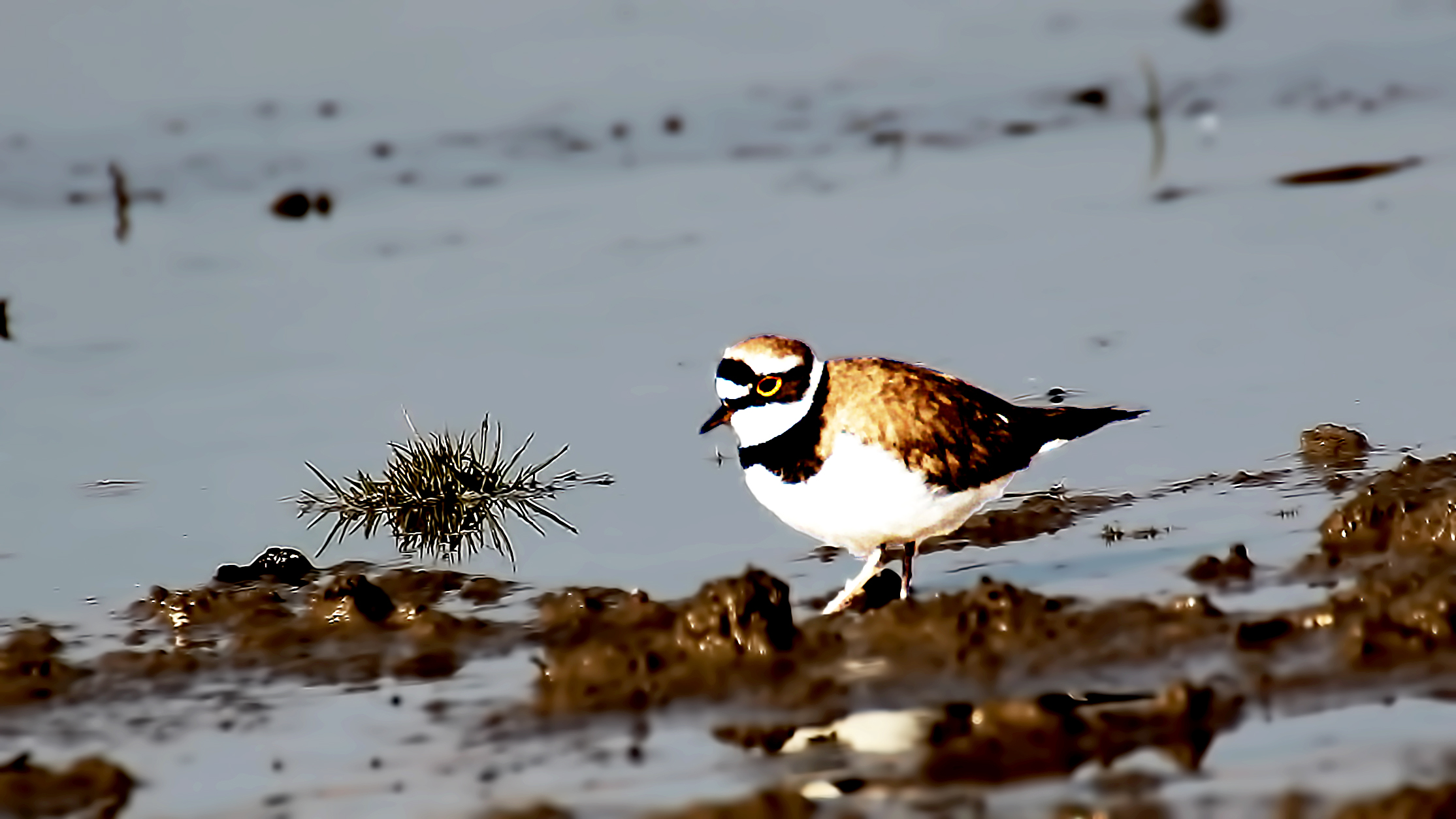 Common Ringed Plover