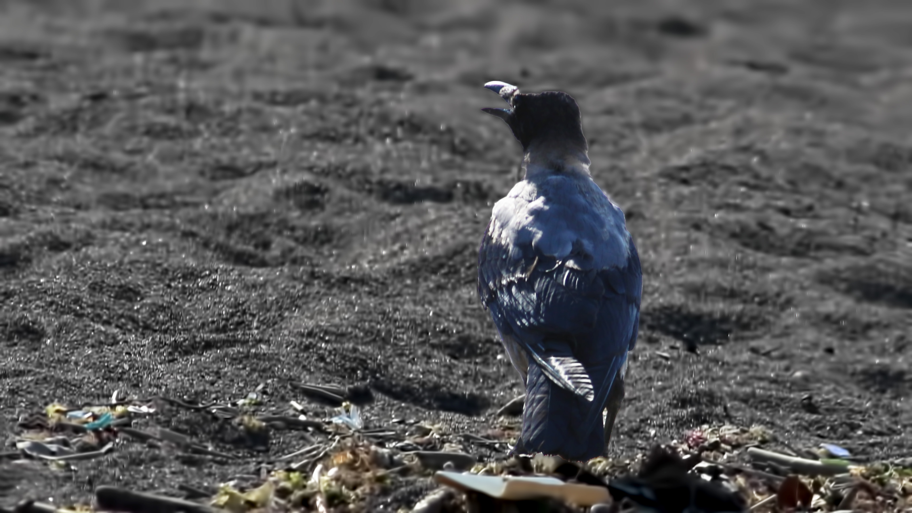 Hooded Crow