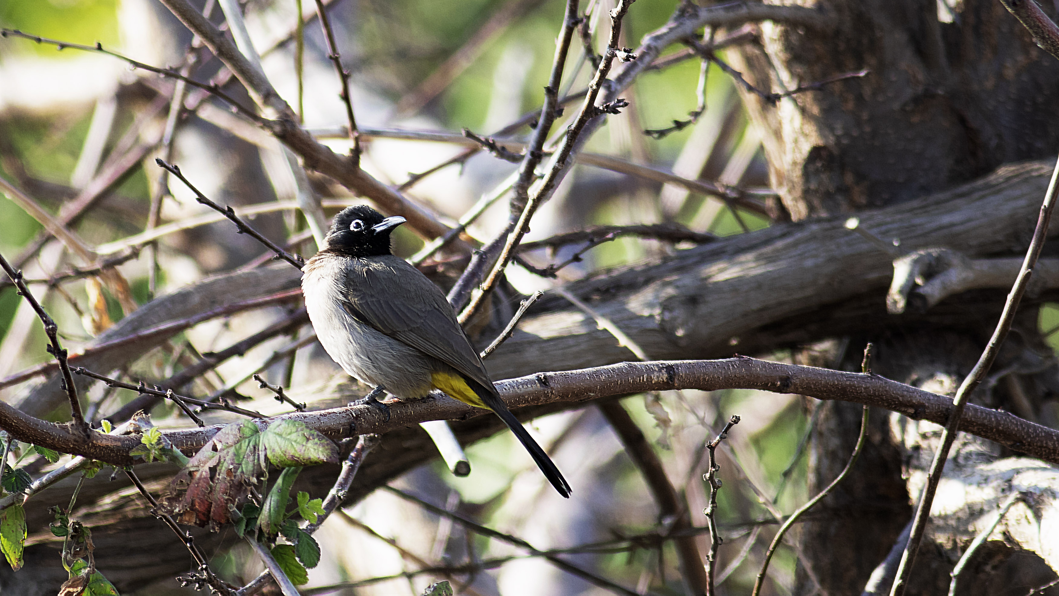 White-spectacled Bulbul — Ana fotoğraf