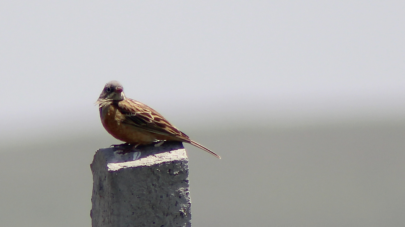 Pine Bunting