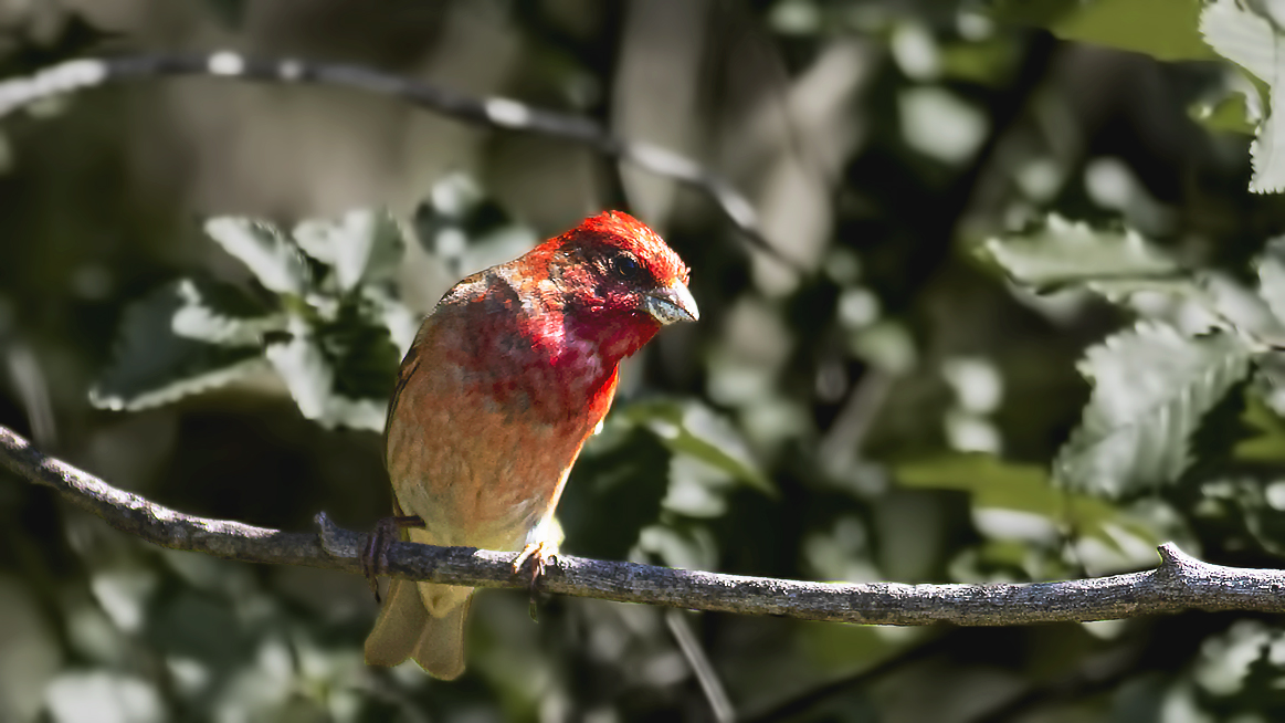 Common Rosefinch