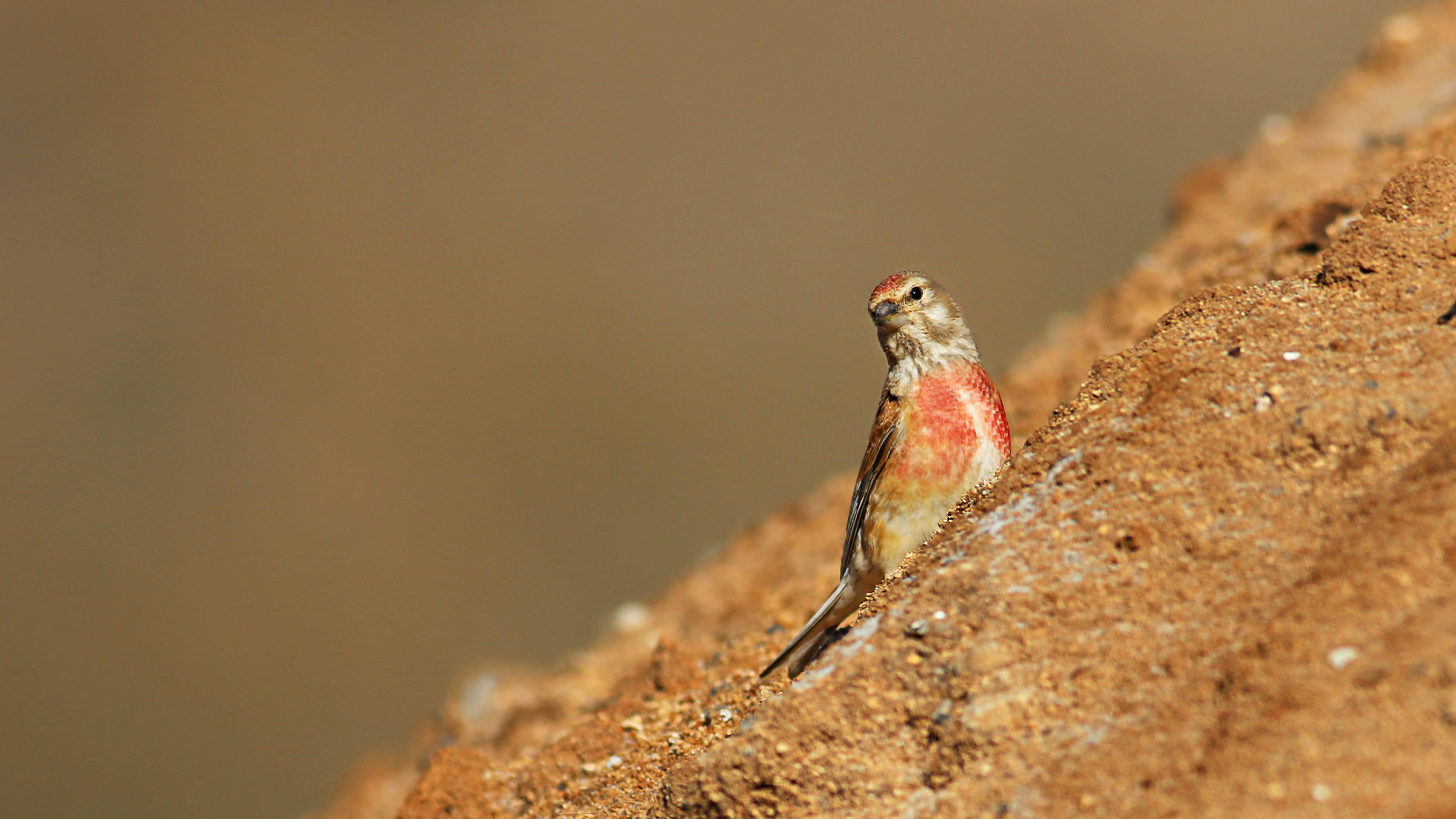 Eurasian Linnet