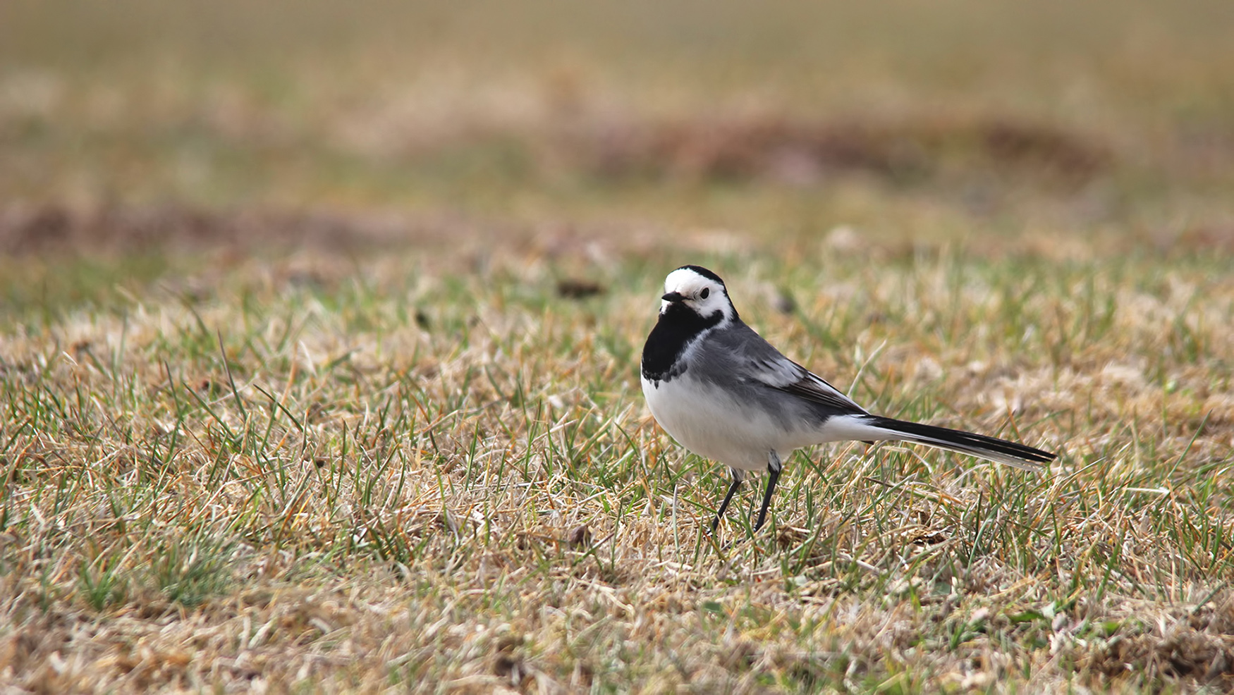 White Wagtail