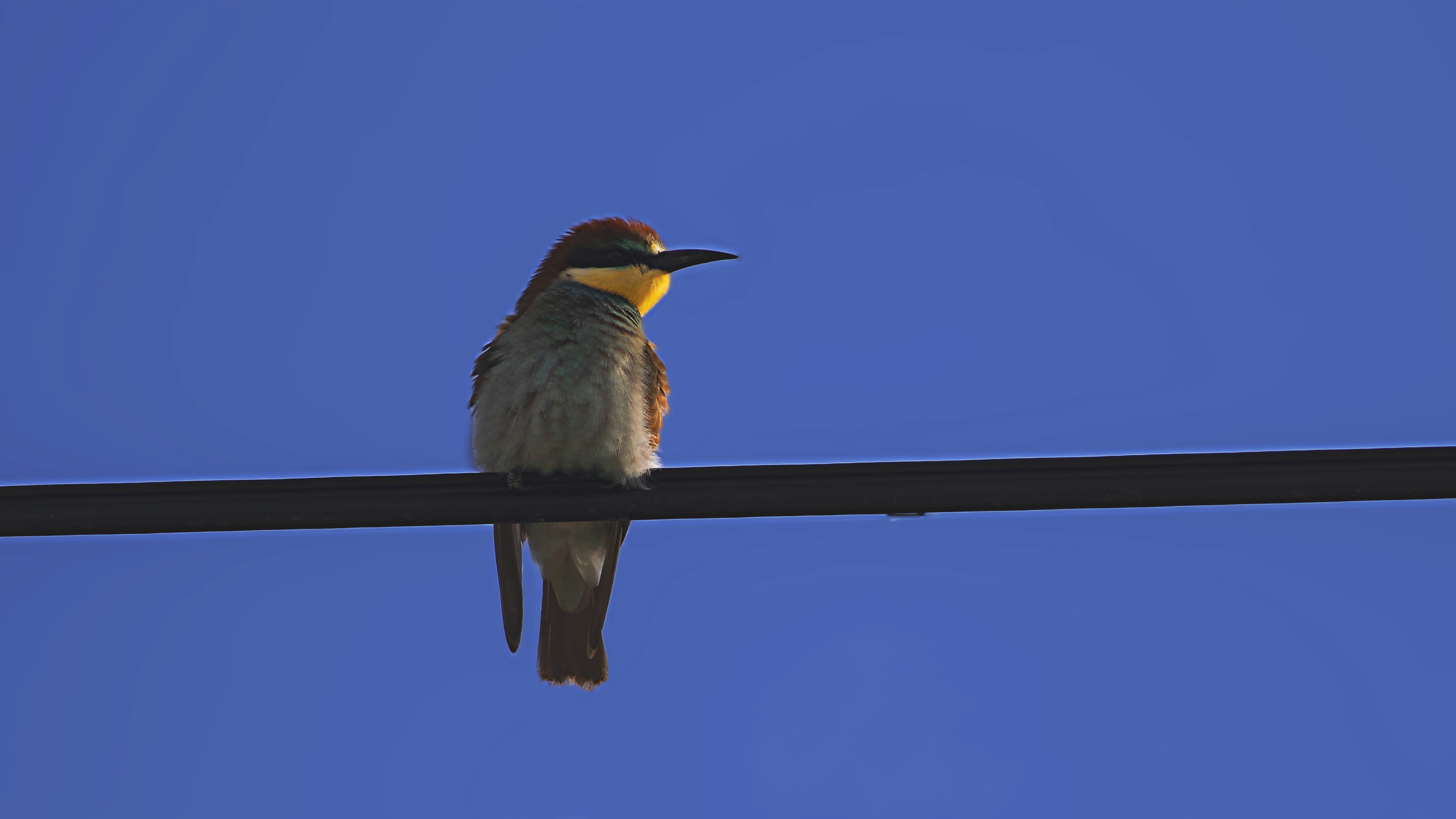 European Bee-eater