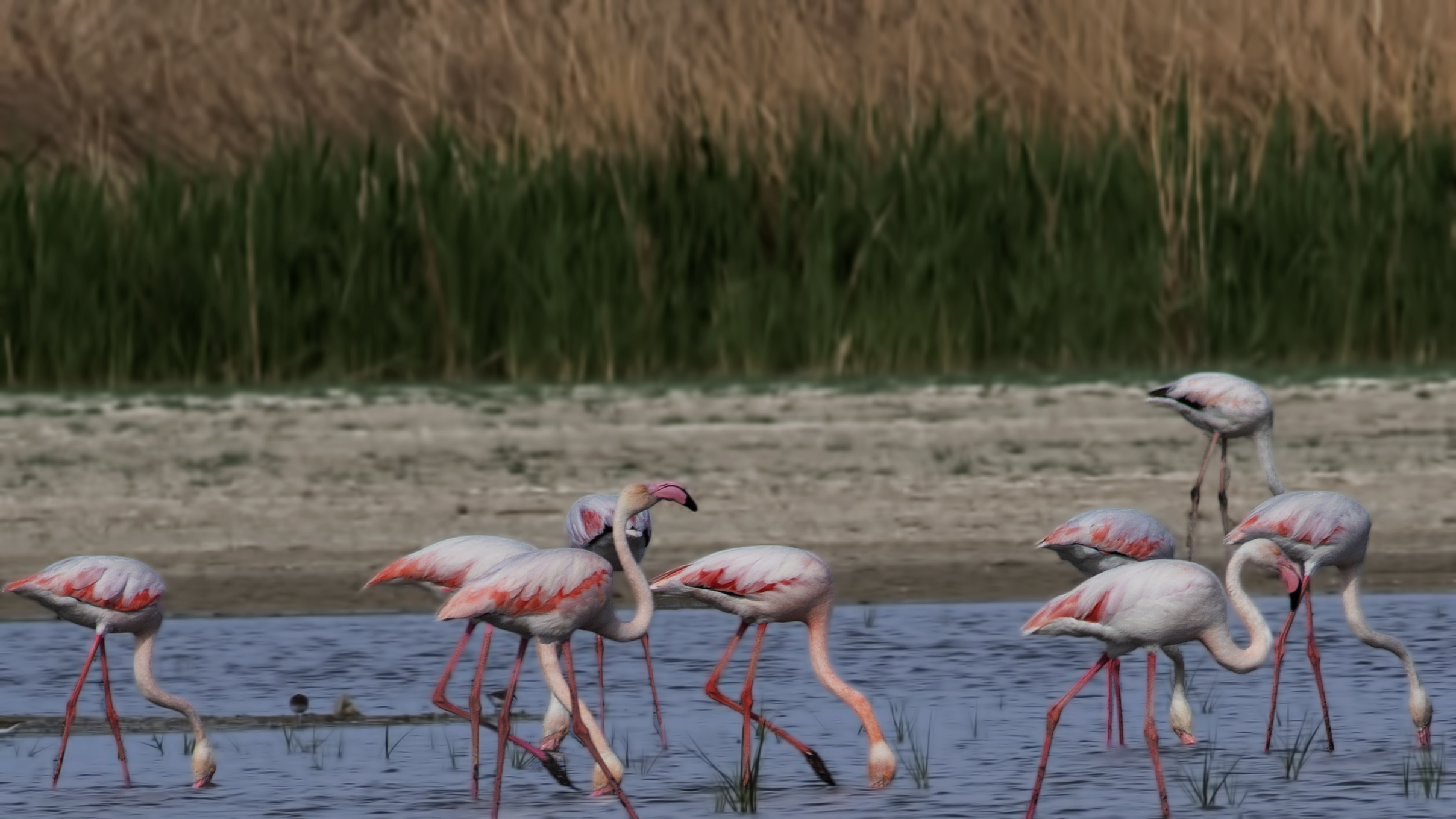 Greater Flamingo