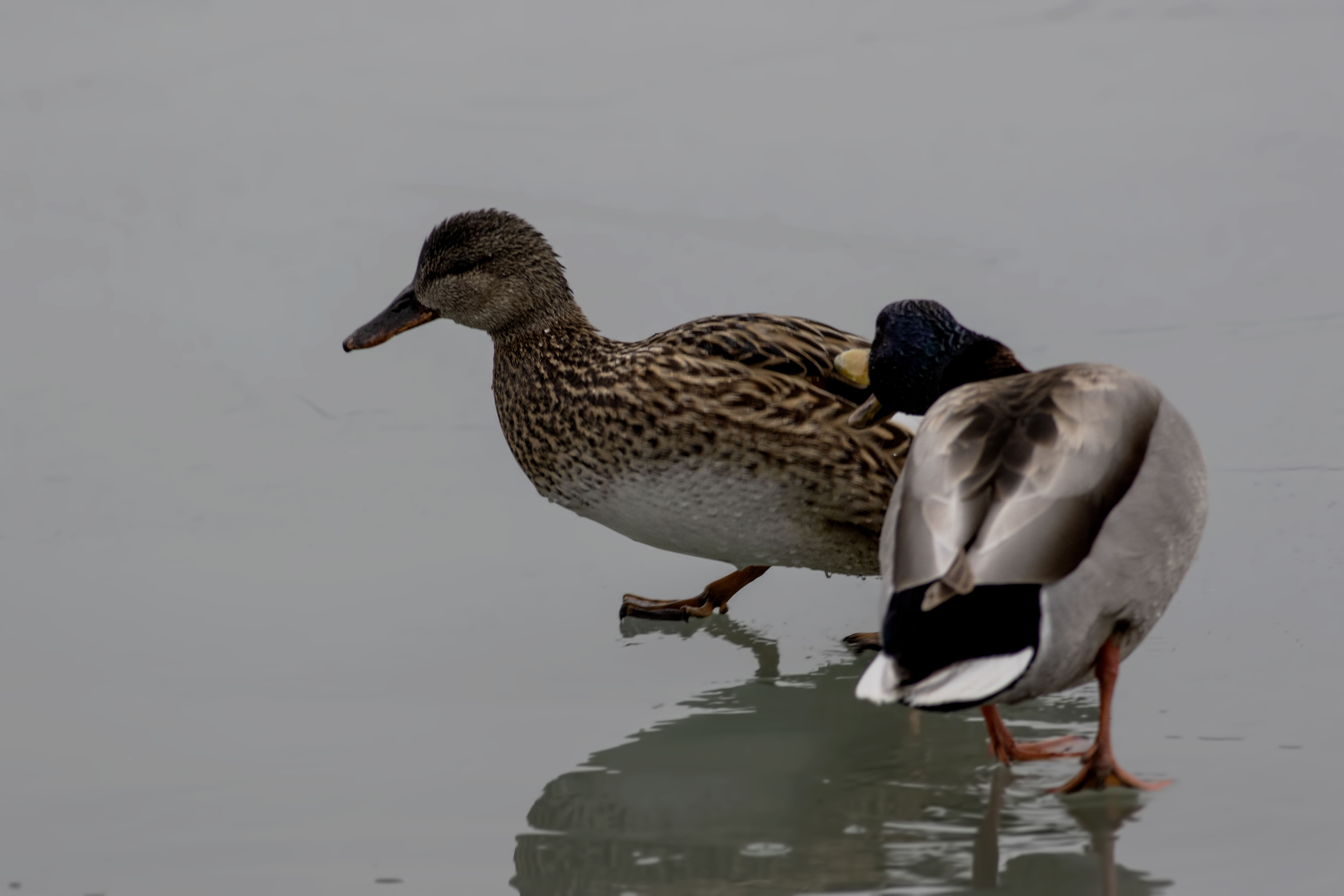 Gadwall