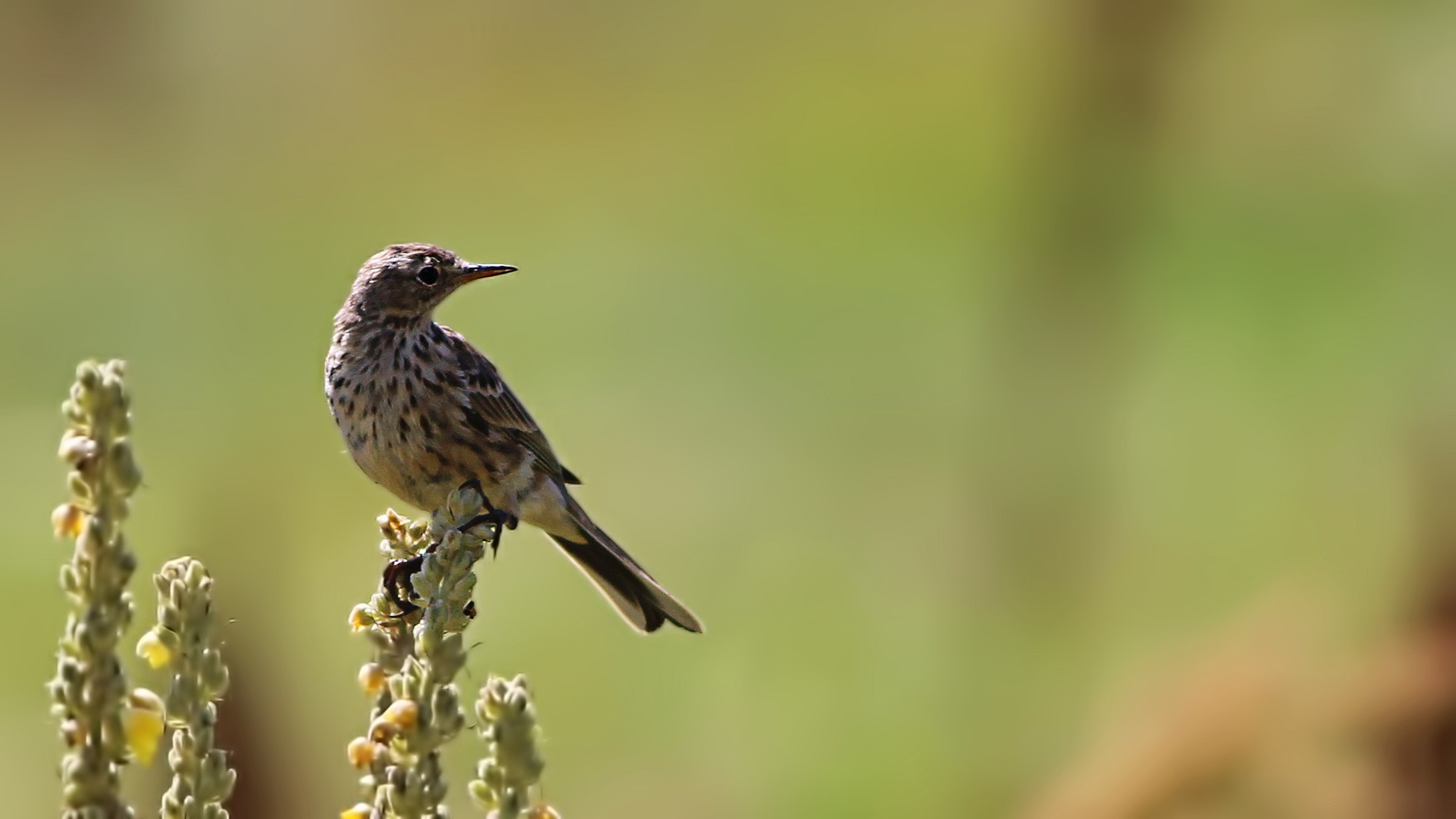 Tawny Pipit