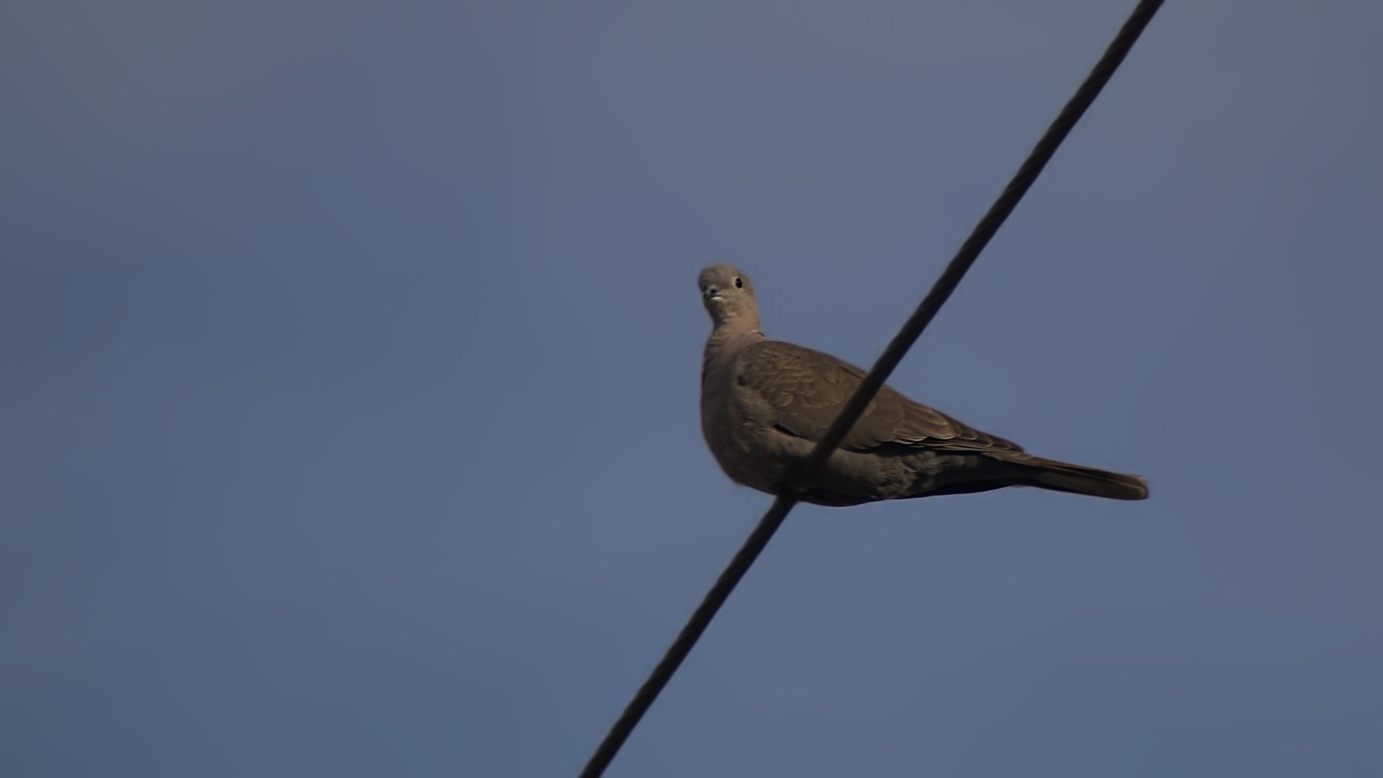 Eleonora's Falcon