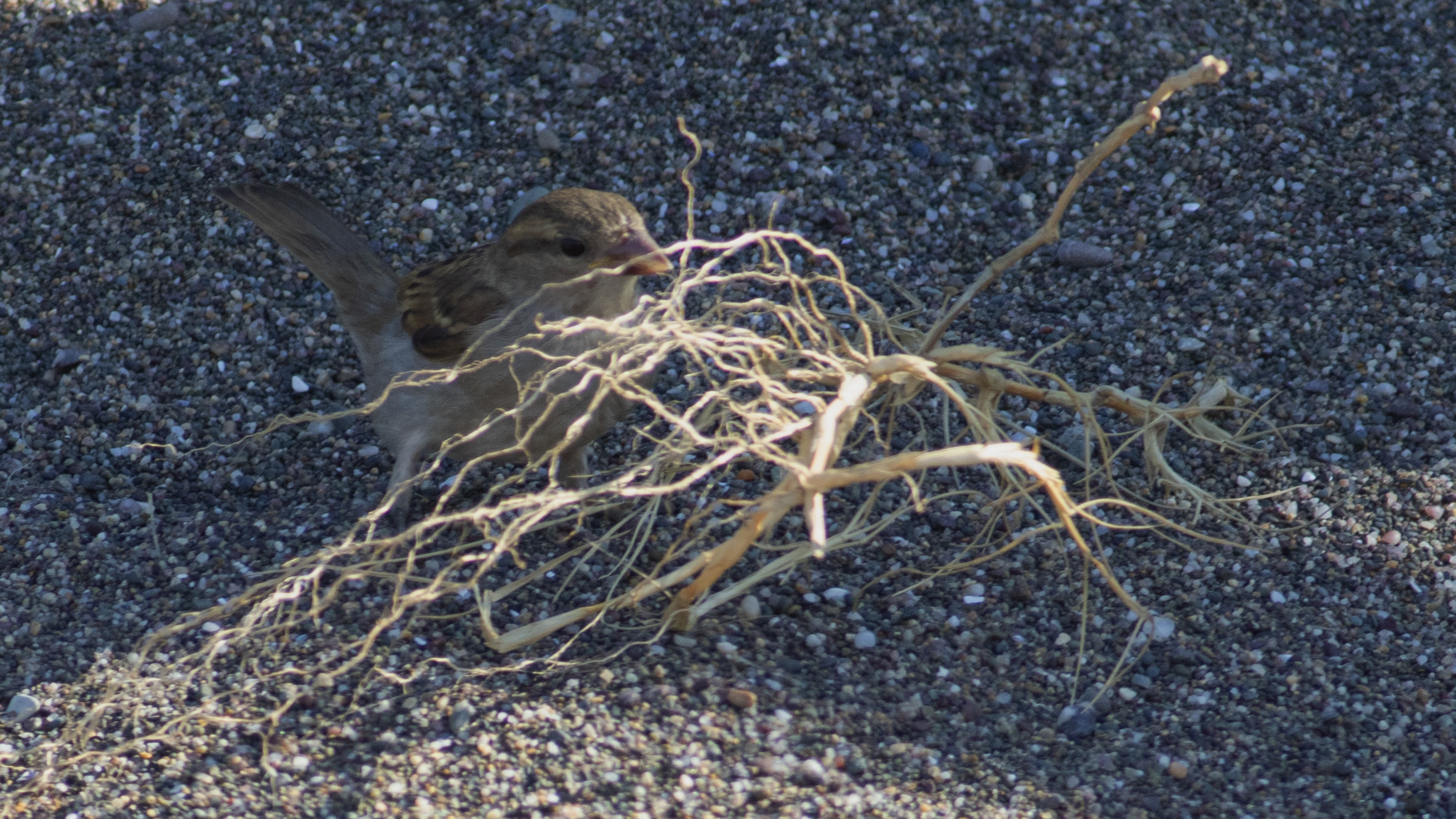 House Sparrow