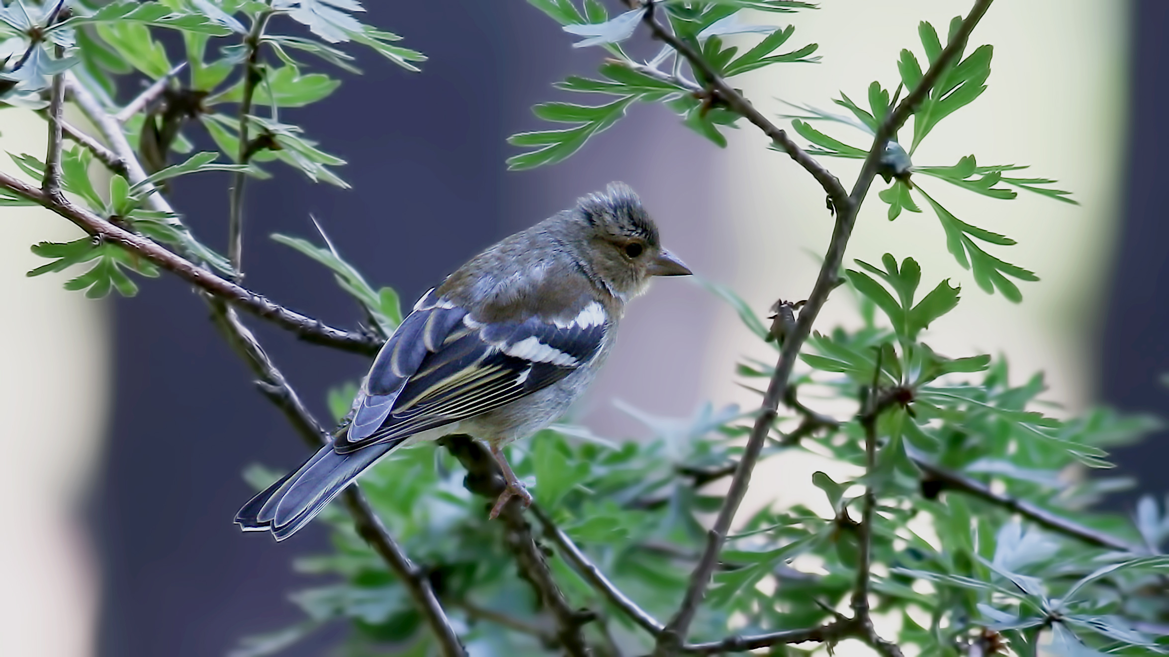Common Chaffinch