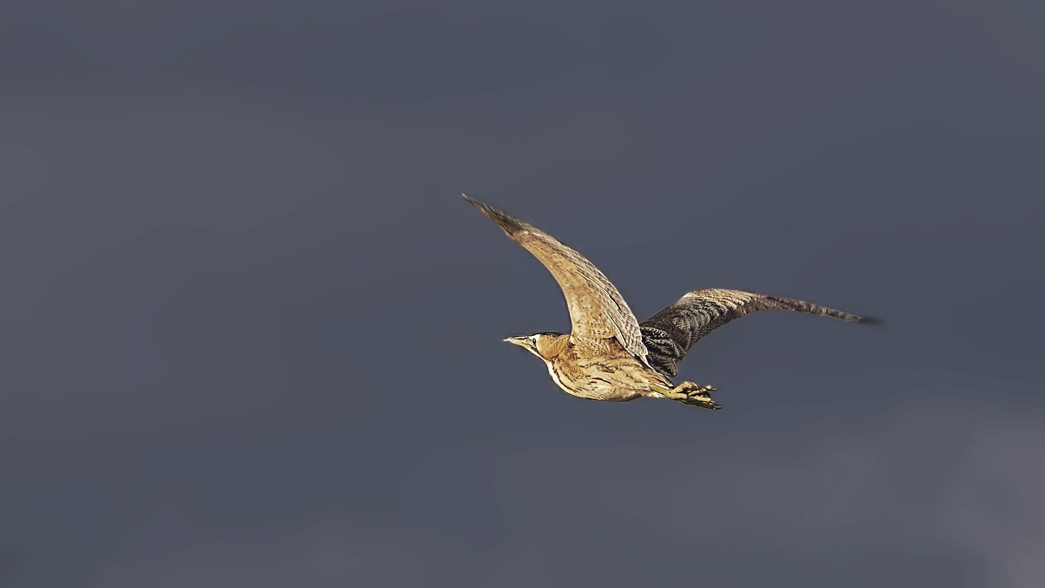 Great Bittern