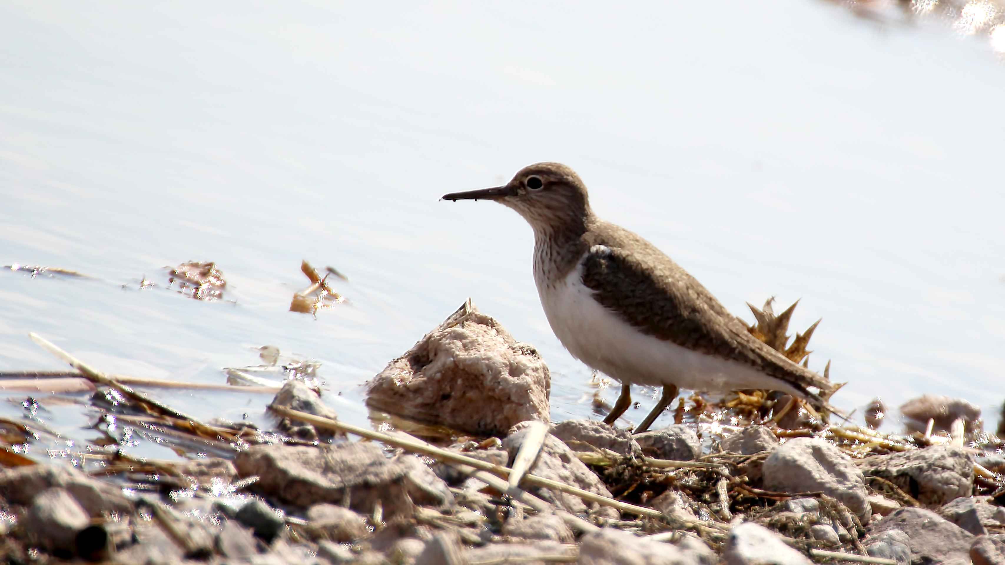 Common Sandpiper