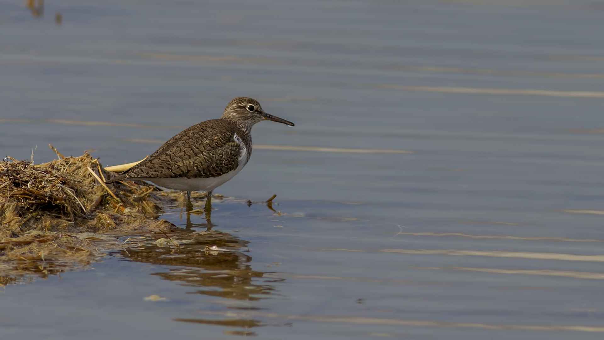 Common Sandpiper