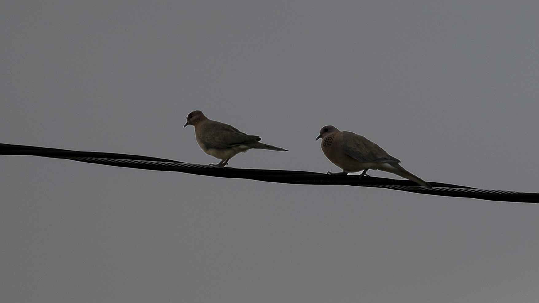 Laughing Dove