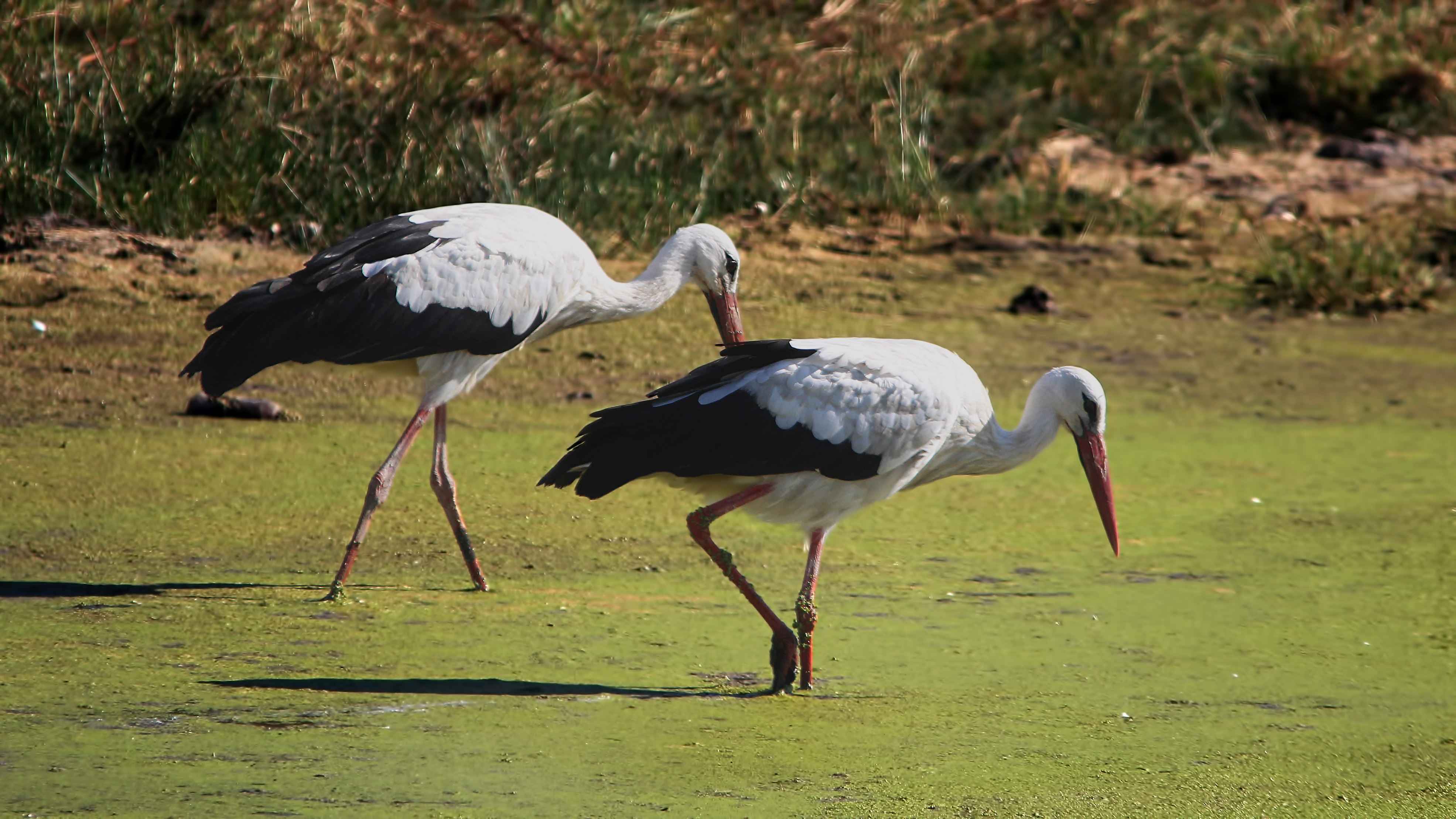 White Stork