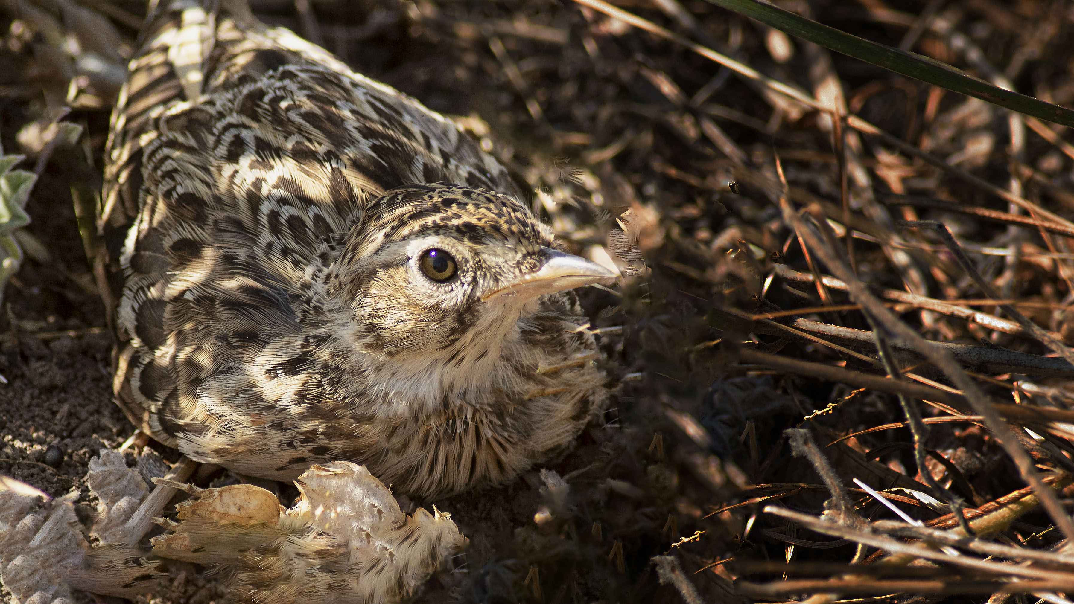 Common Quail