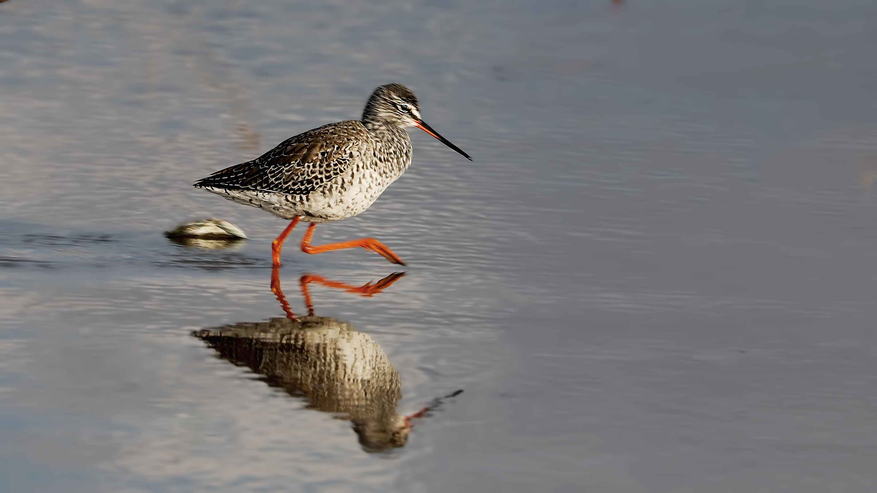 Spotted Redshank