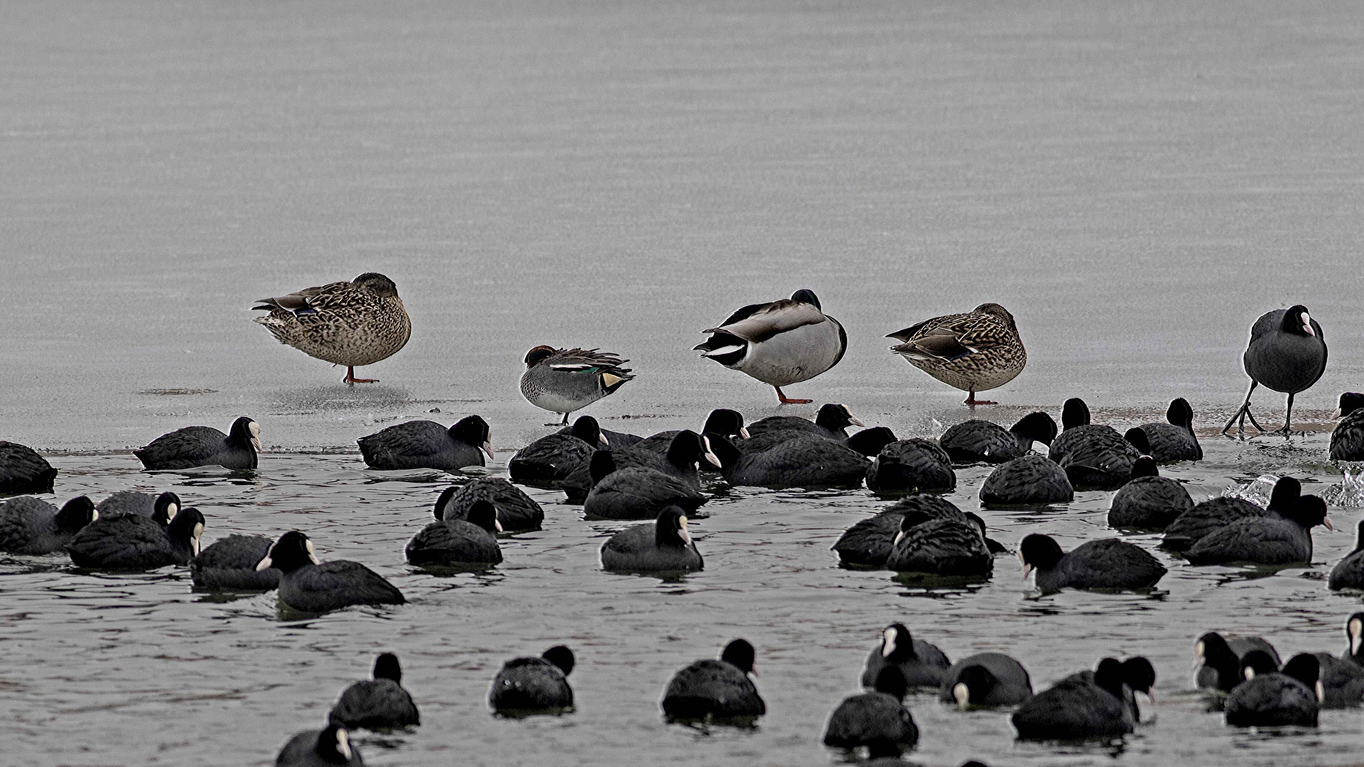 Eurasian Coot